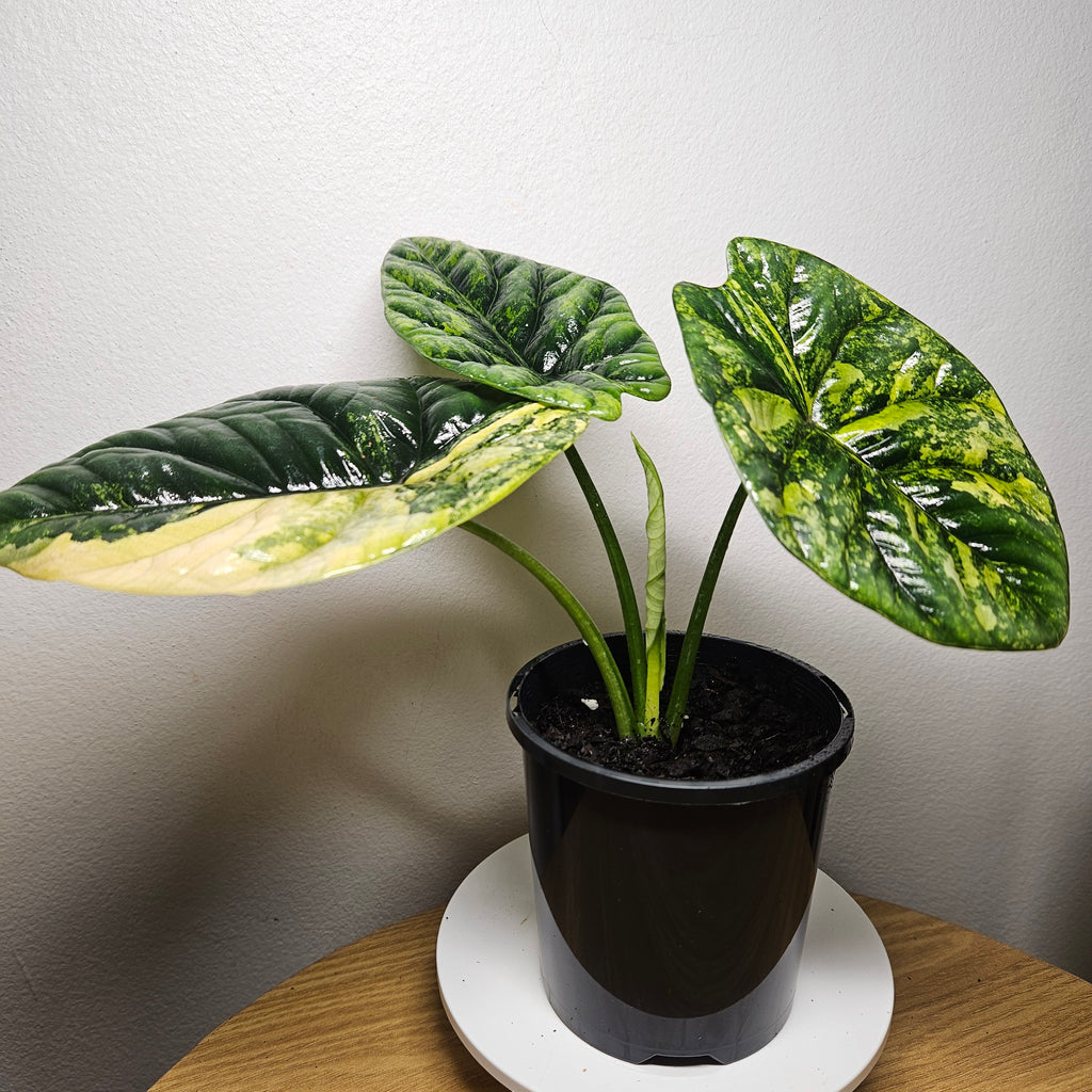 Alocasia Sinuata Variegata - Rare Bullata Jewel Alocasia