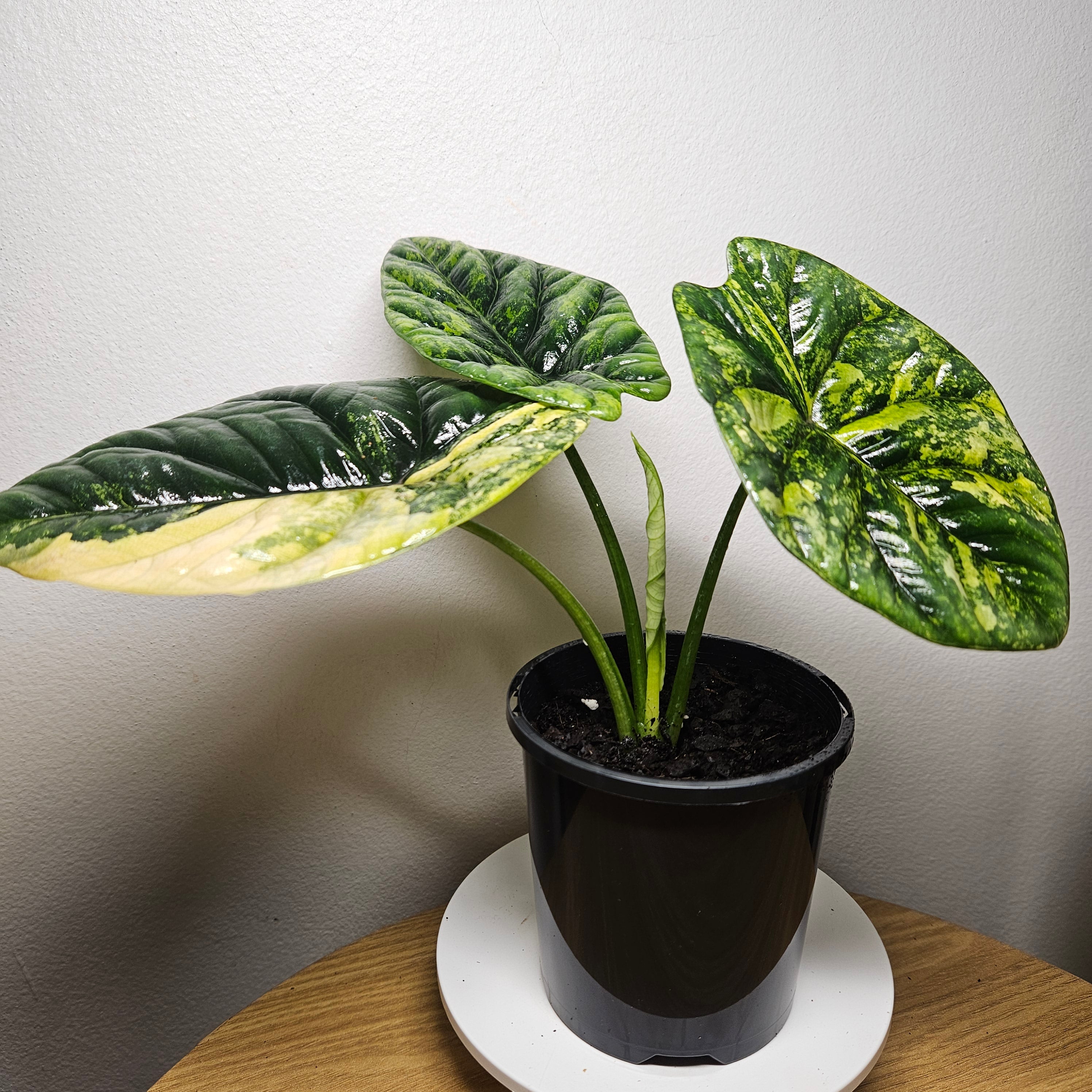 Alocasia Sinuata Variegata - Rare Bullata Jewel Alocasia