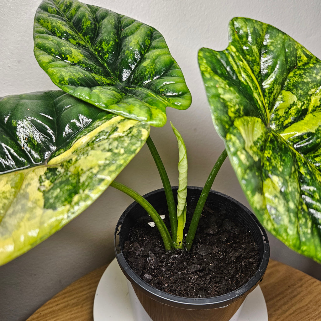 Alocasia Sinuata Variegata - Rare Bullata Jewel Alocasia