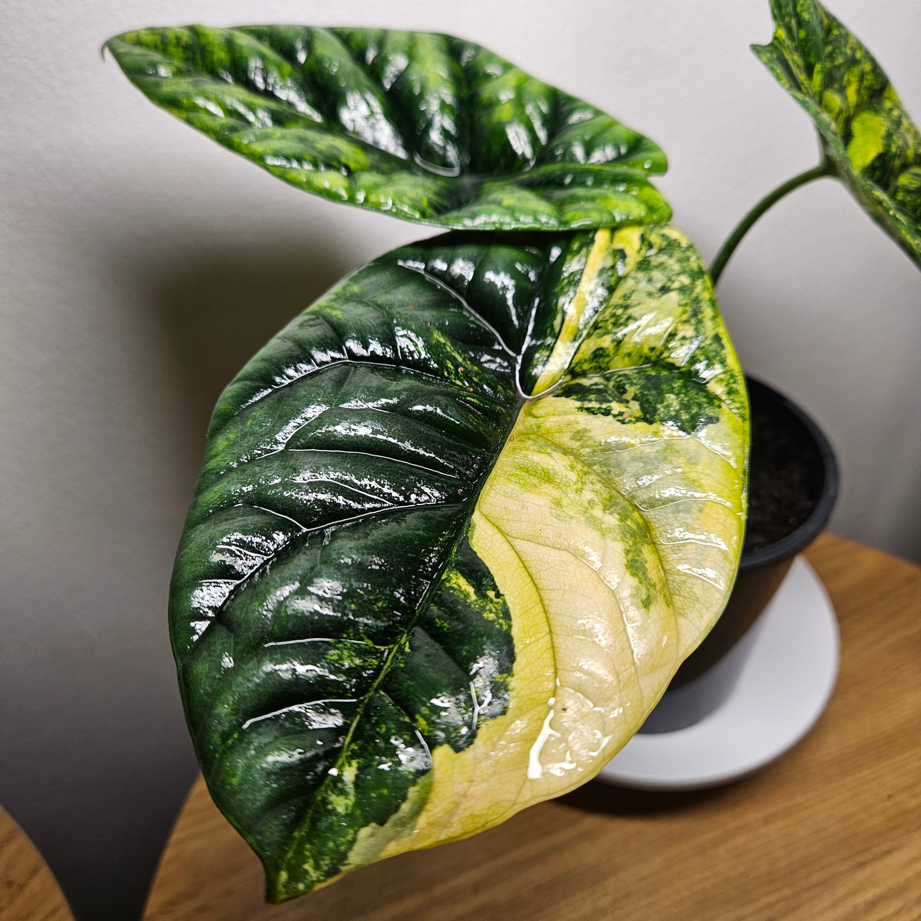Alocasia Sinuata Variegata - Rare Bullata Jewel Alocasia