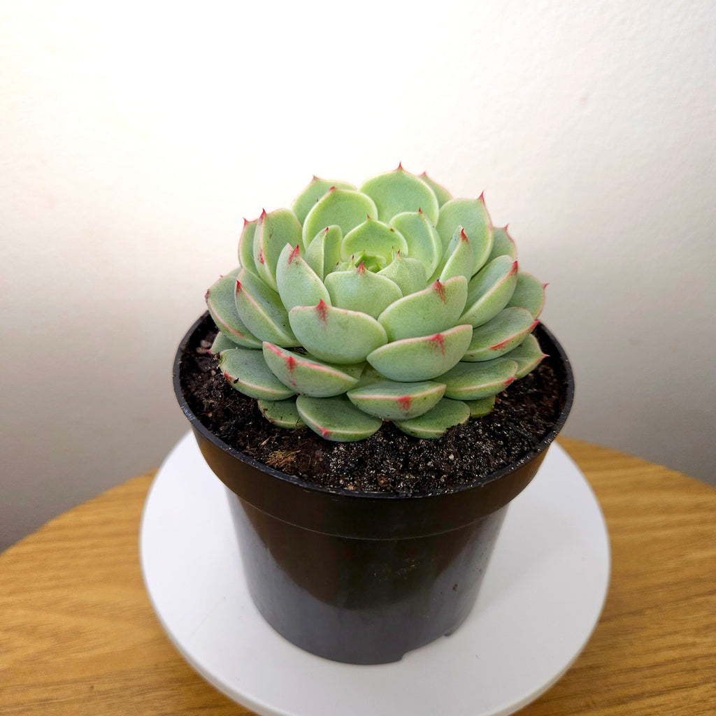 Echeveria Ben's Badis