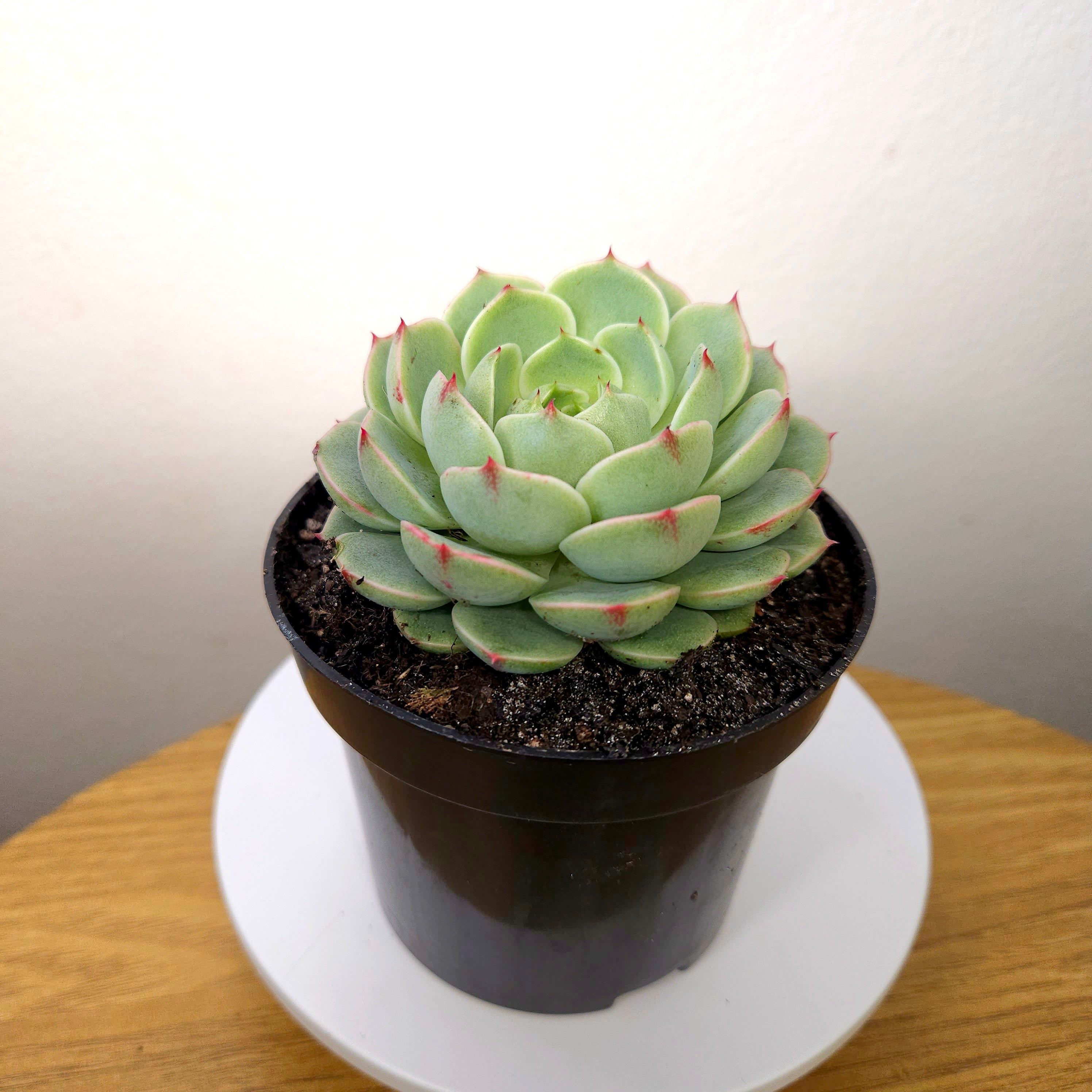 Echeveria Ben's Badis