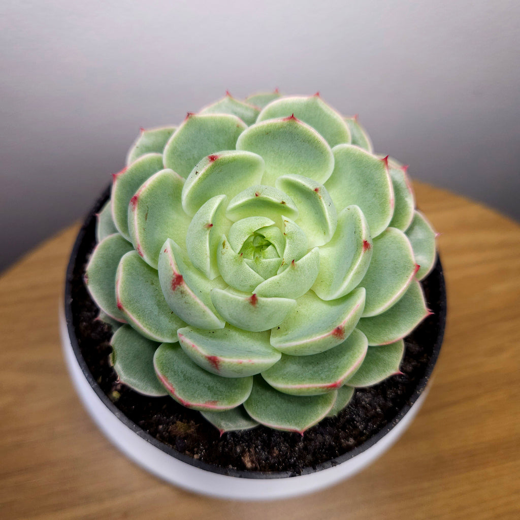 Echeveria Ben's Badis