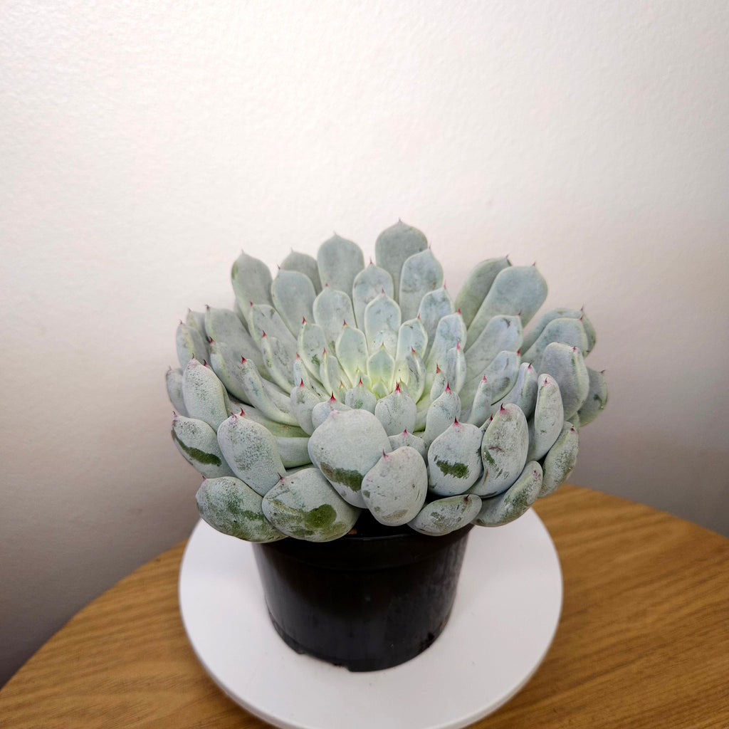 Echeveria Nobaranosei (Nobara no Sei) – Rare Collector Succulent
