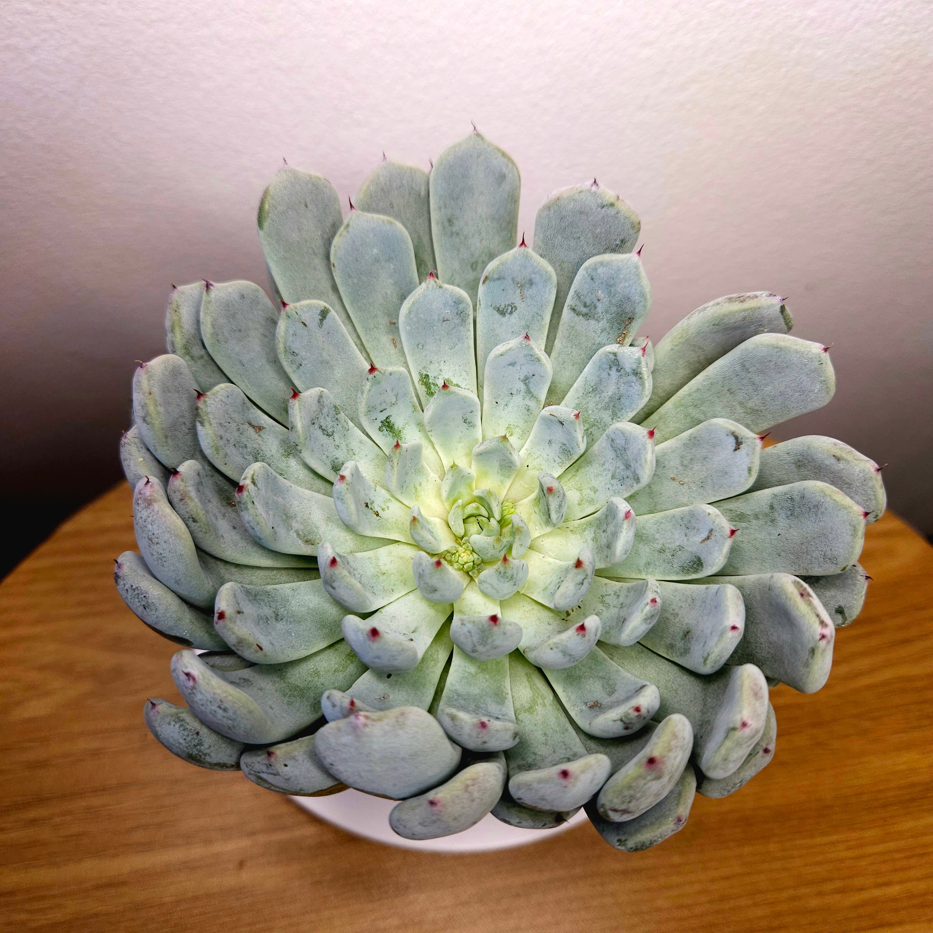 Echeveria Nobaranosei (Nobara no Sei) – Rare Collector Succulent
