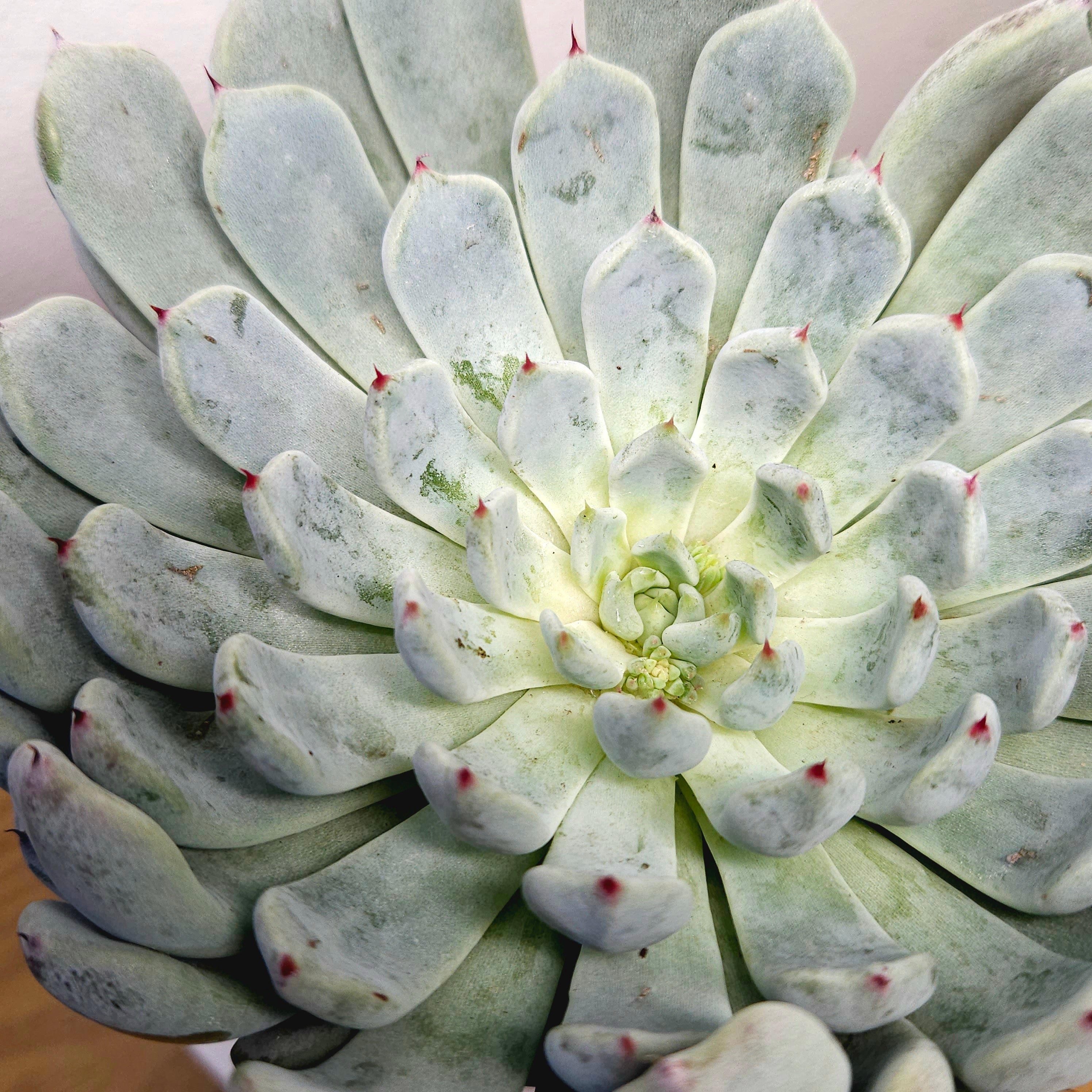 Echeveria Nobaranosei (Nobara no Sei) – Rare Collector Succulent