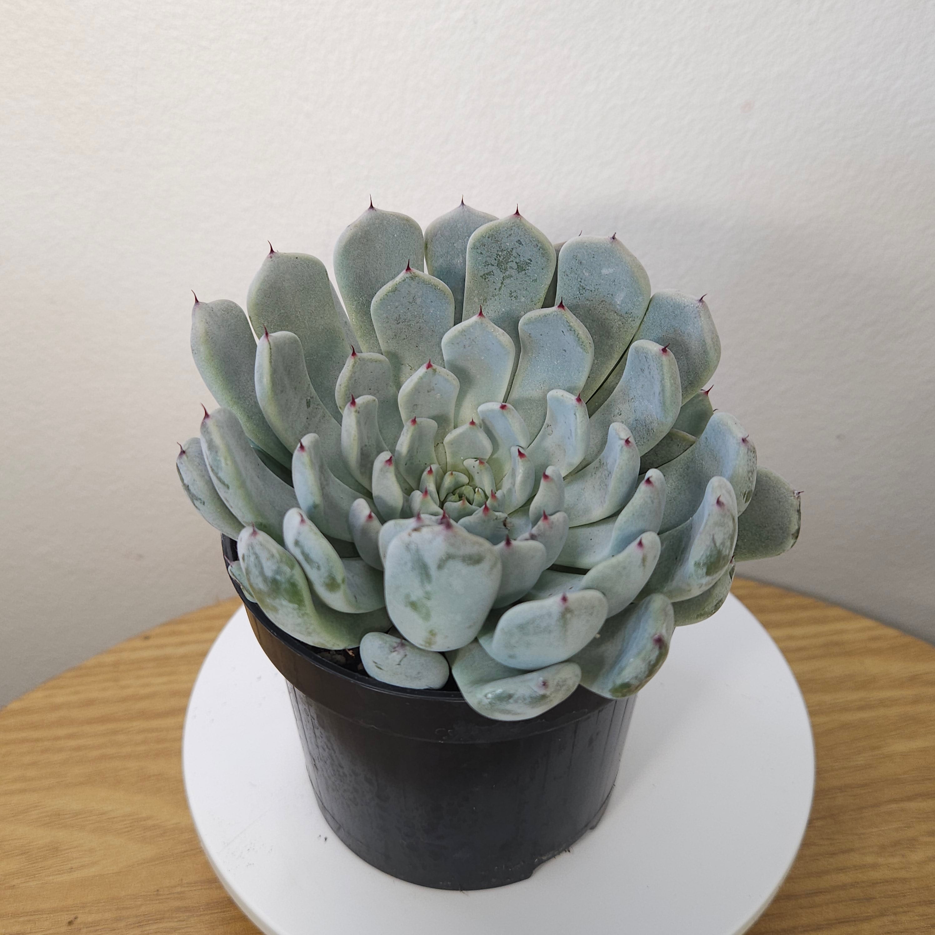 Echeveria Nobaranosei (Nobara no Sei) – Rare Collector Succulent