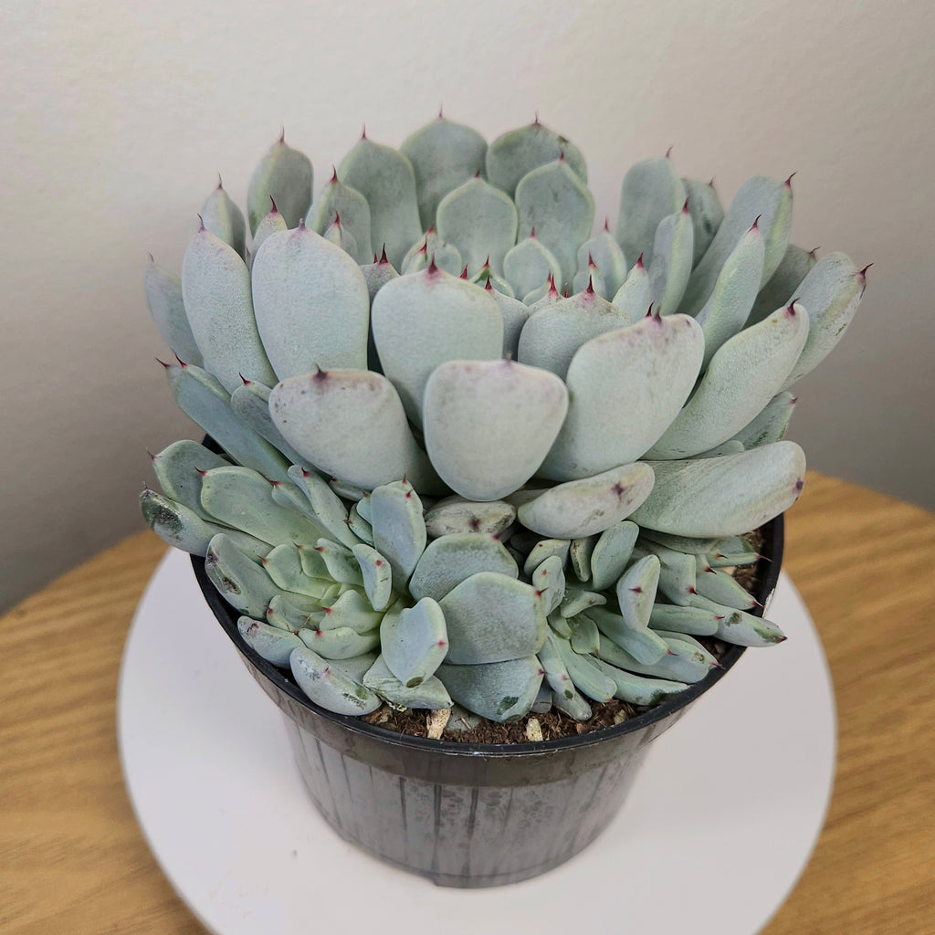 Echeveria Nobaranosei (Nobara no Sei) – Rare Collector Succulent