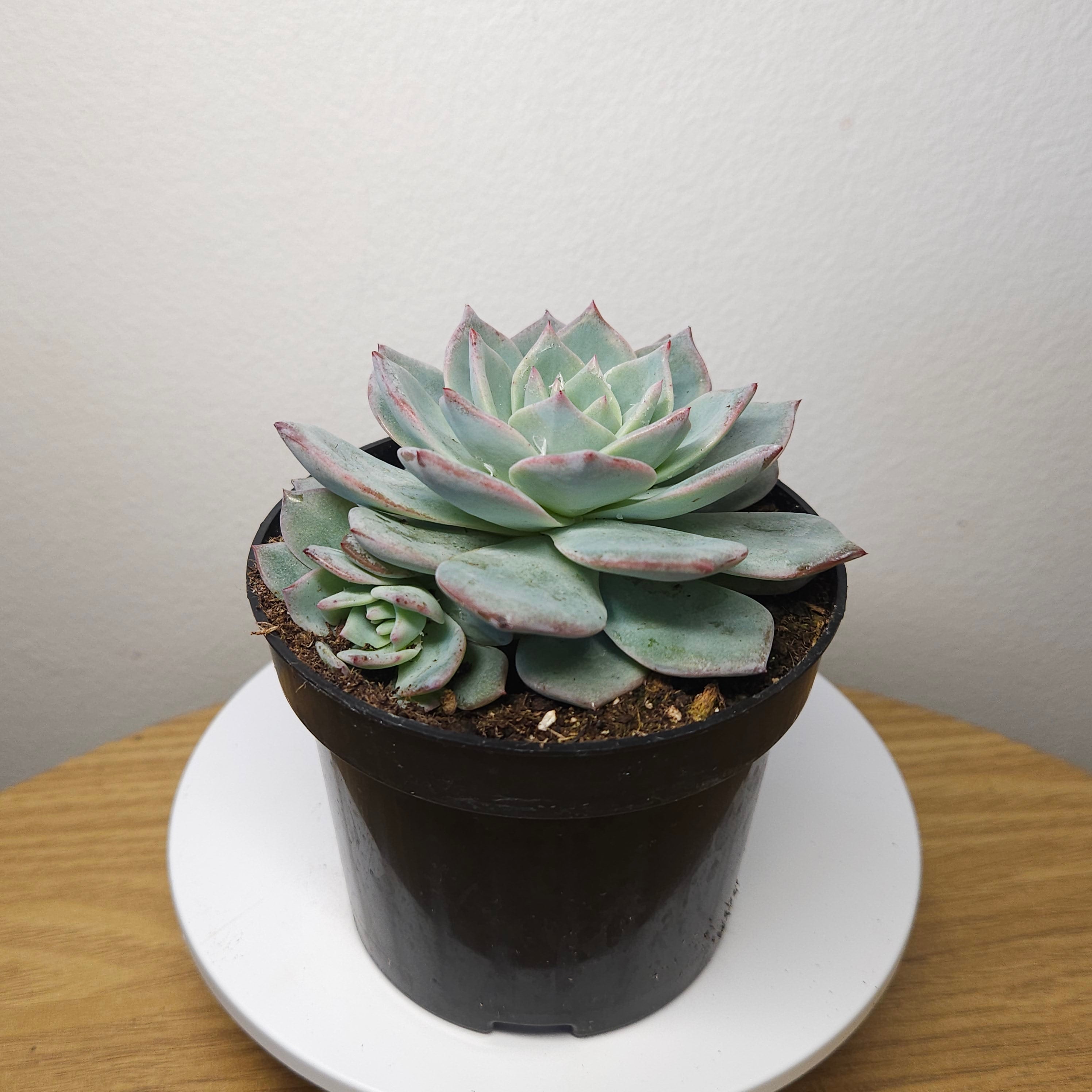 Echeveria ‘Snow in Autumn’ – Rare Succulent Plant