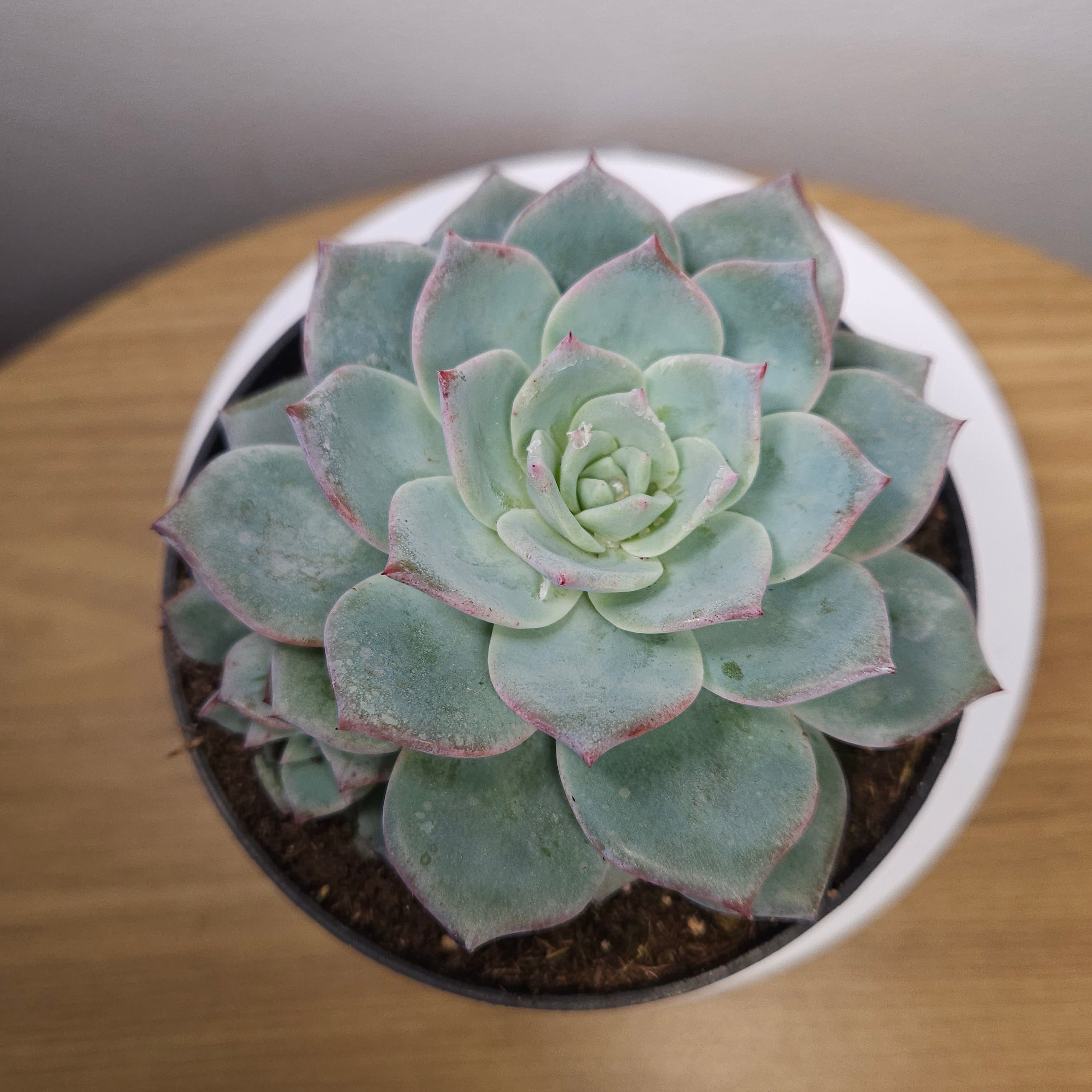 Echeveria ‘Snow in Autumn’ – Rare Succulent Plant