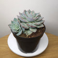 Echeveria ‘Snow in Autumn’ – Rare Succulent Plant