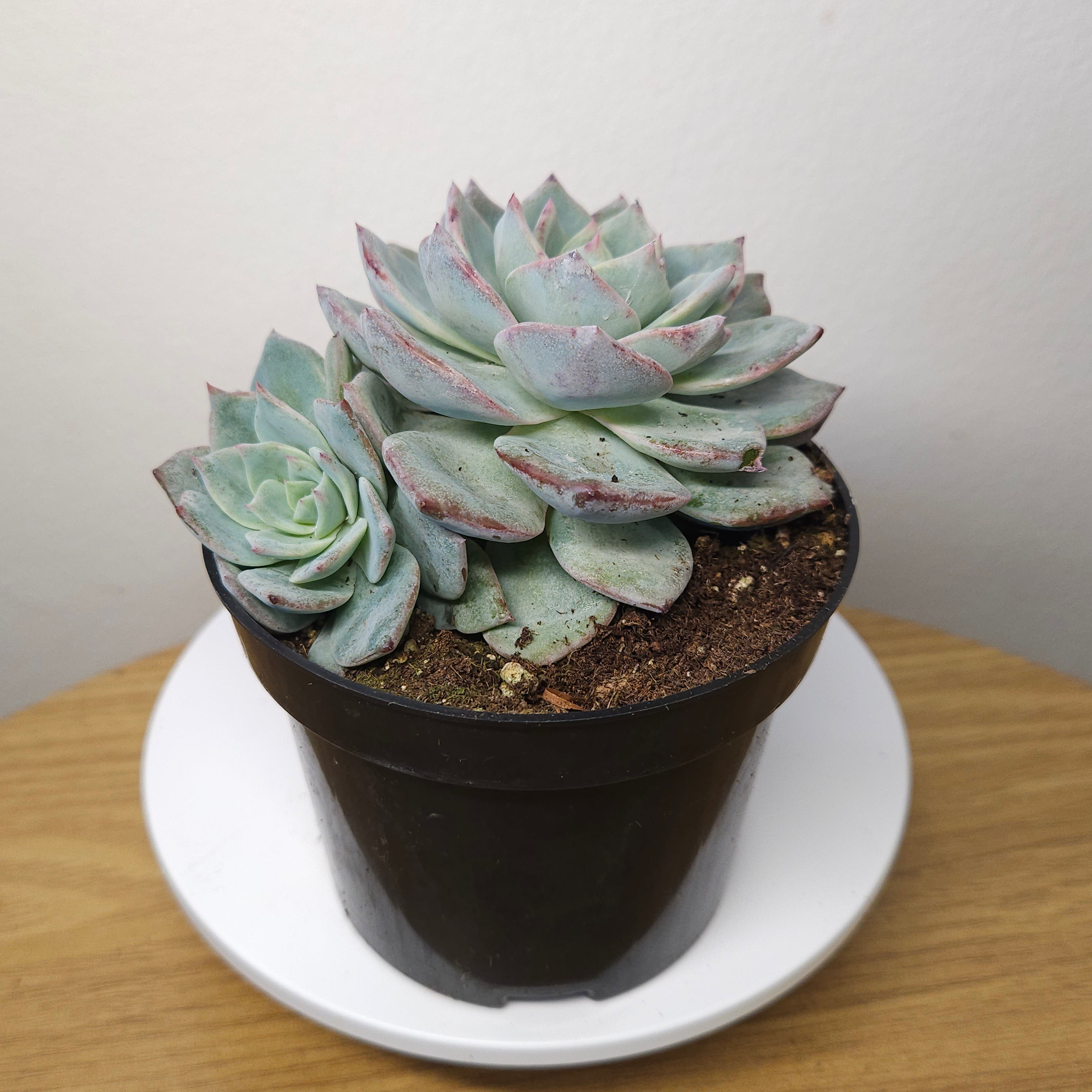 Echeveria ‘Snow in Autumn’ – Rare Succulent Plant