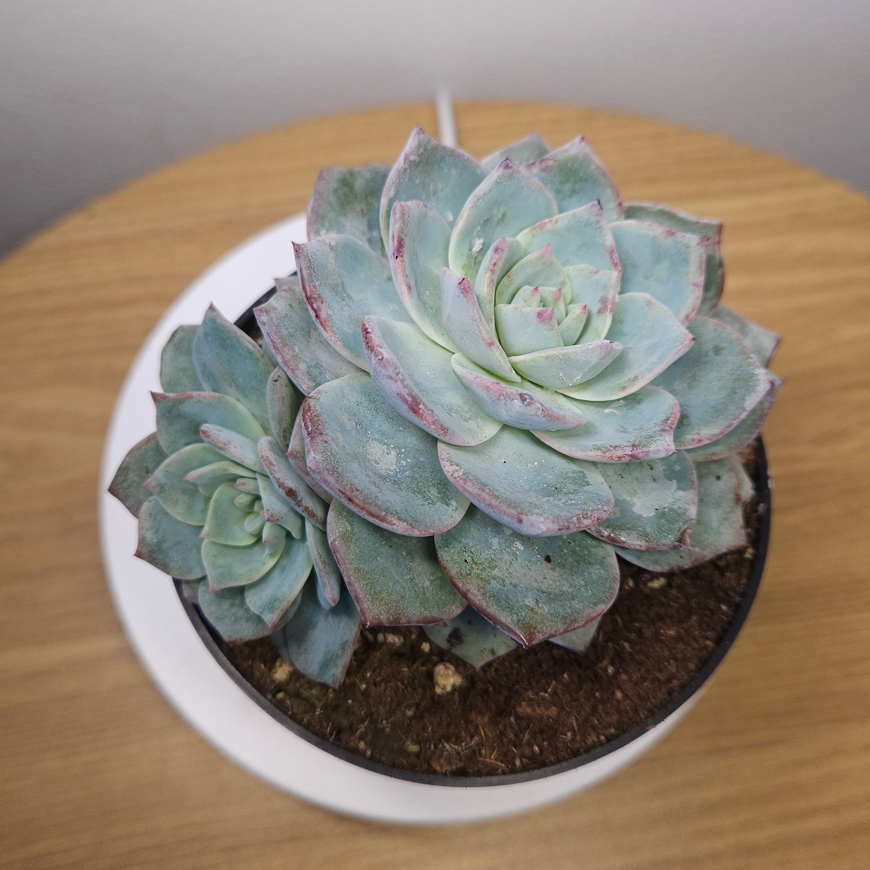 Echeveria ‘Snow in Autumn’ – Rare Succulent Plant