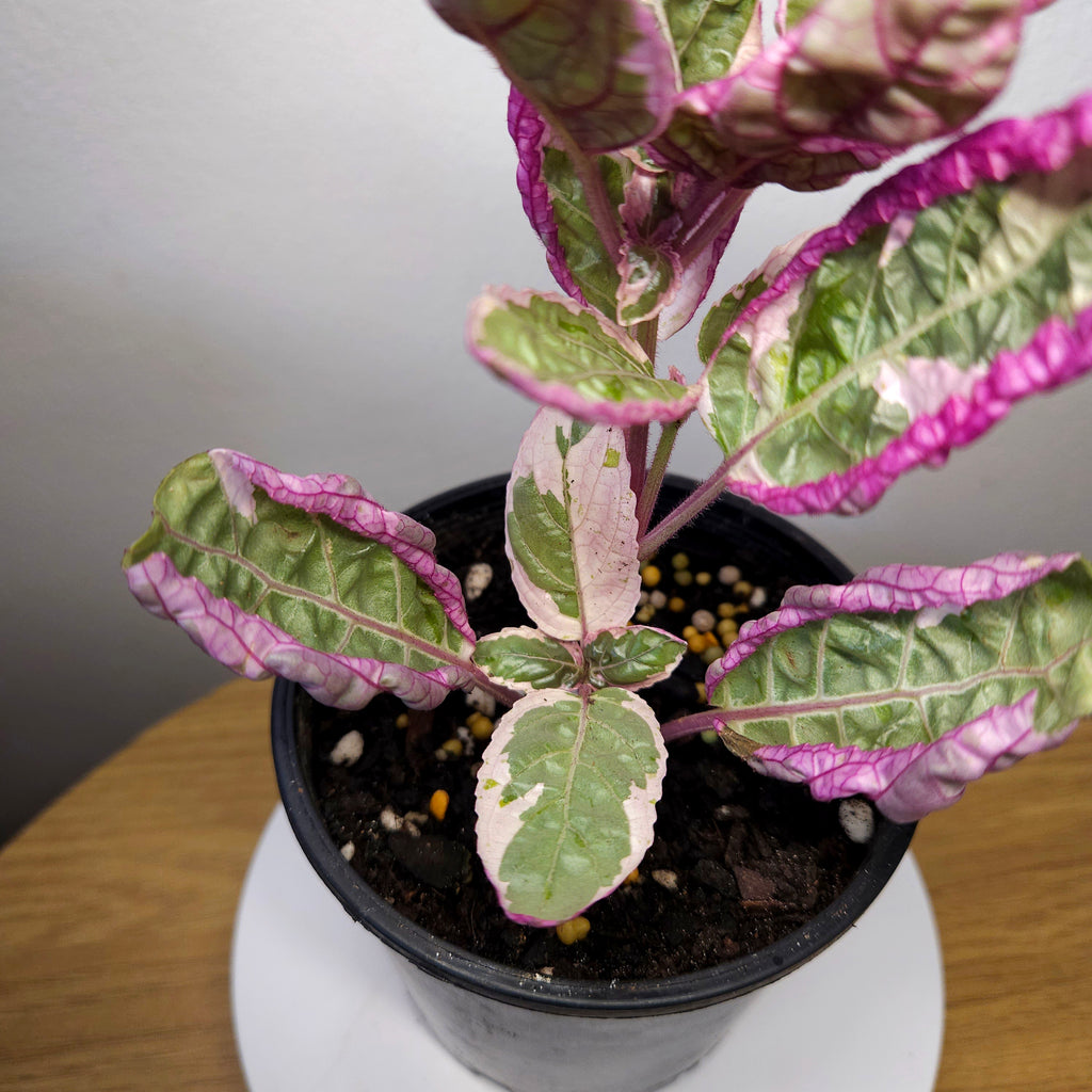 Snow White Waffle Plant (Hemigraphis alternata 'Snow White')