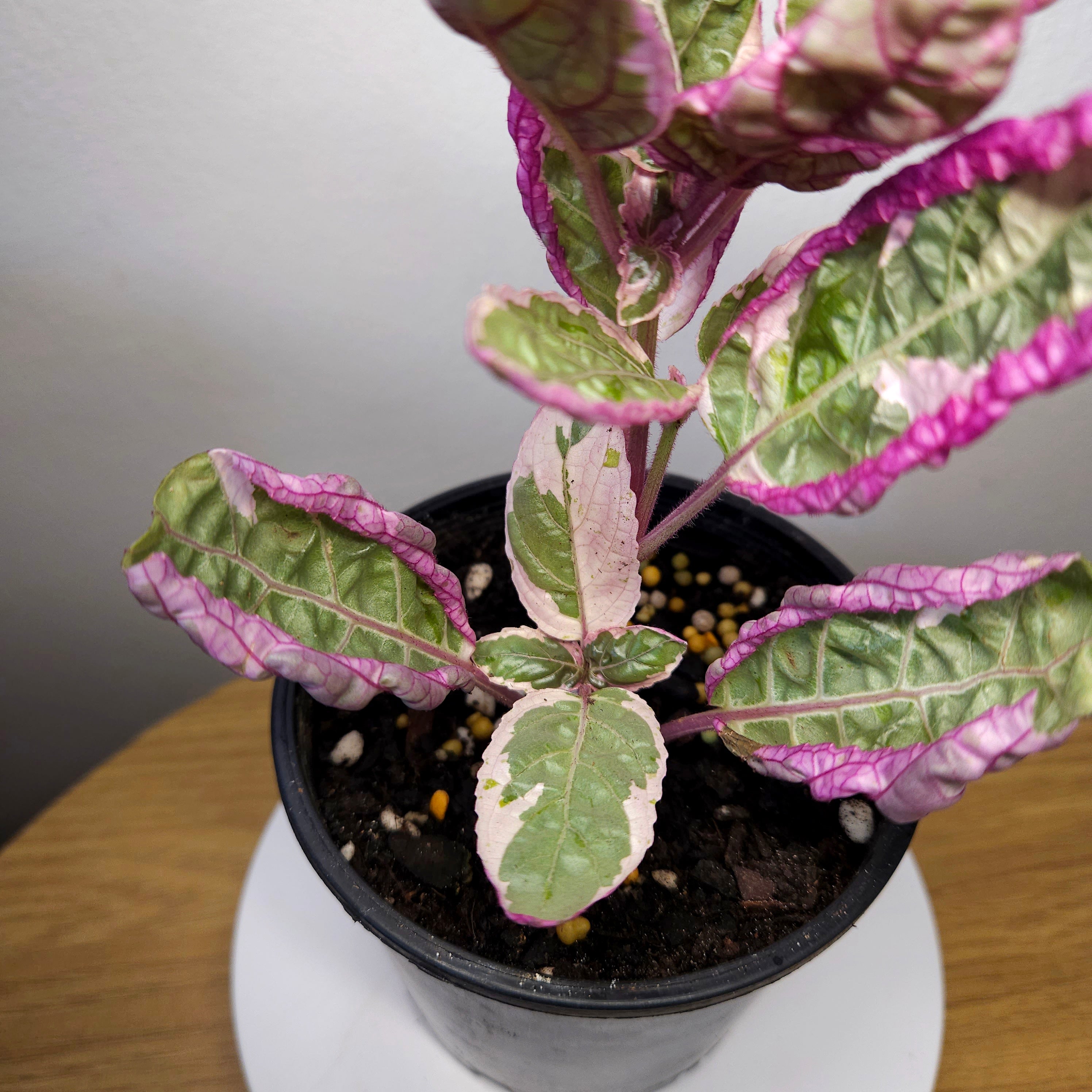 Snow White Waffle Plant (Hemigraphis alternata 'Snow White')