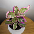 Snow White Waffle Plant (Hemigraphis alternata 'Snow White')