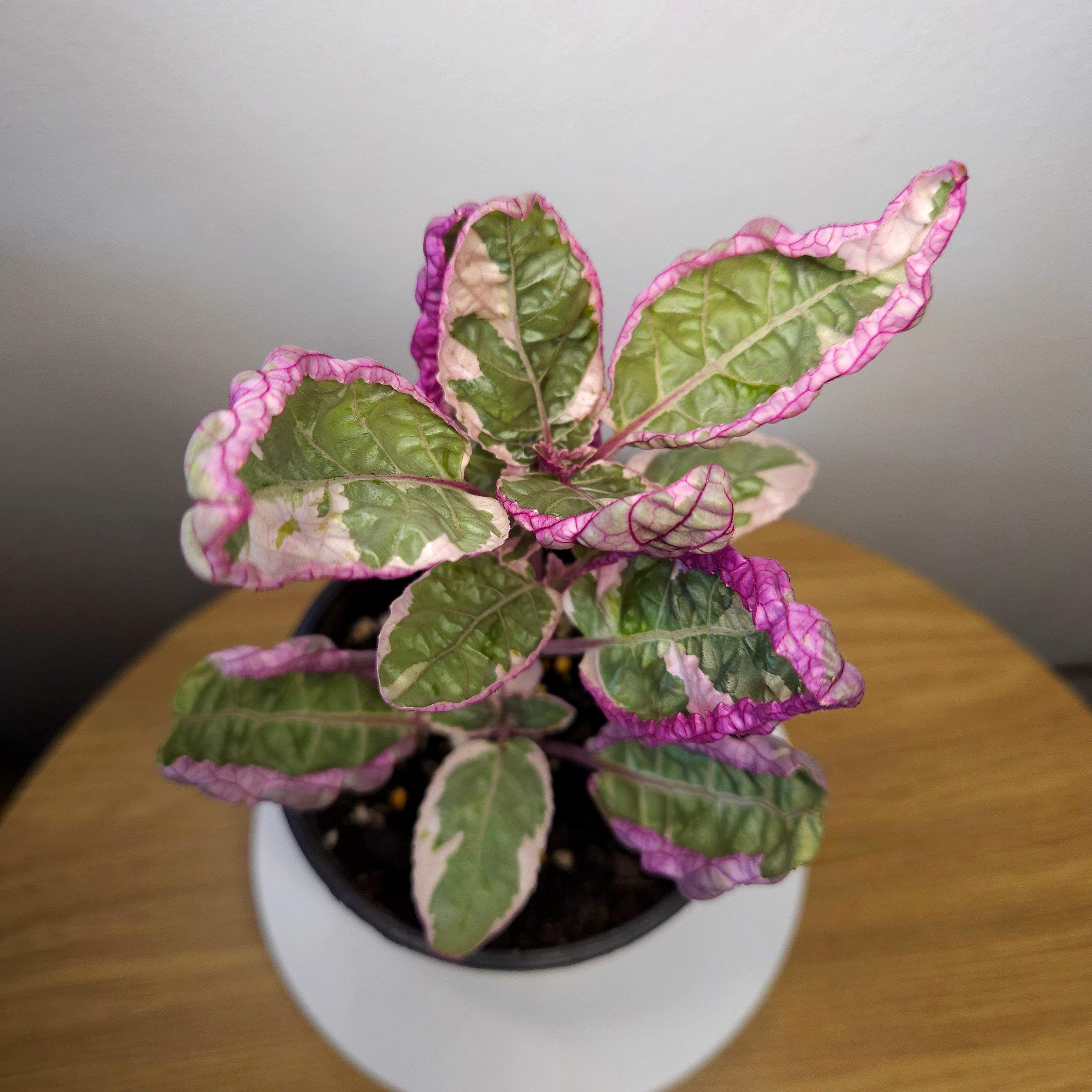 Snow White Waffle Plant (Hemigraphis alternata 'Snow White')