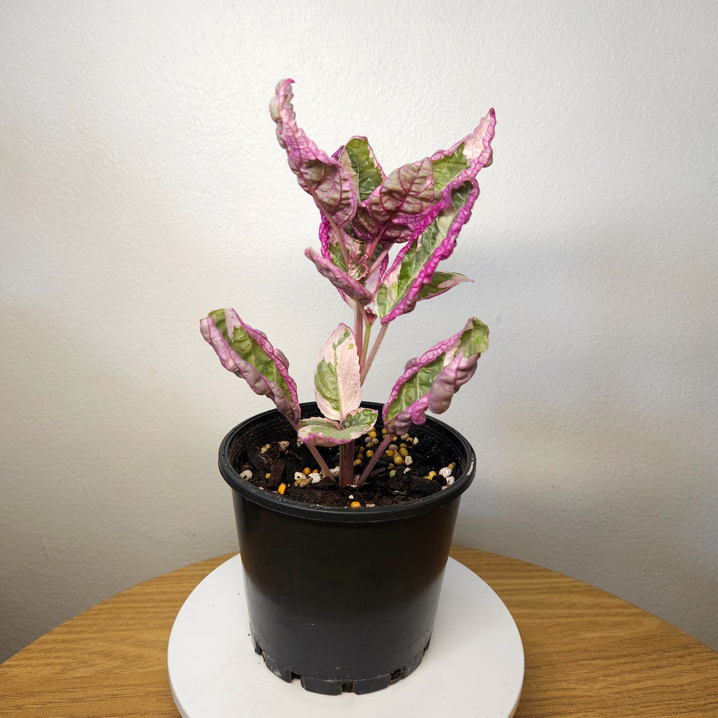 Snow White Waffle Plant (Hemigraphis alternata 'Snow White')