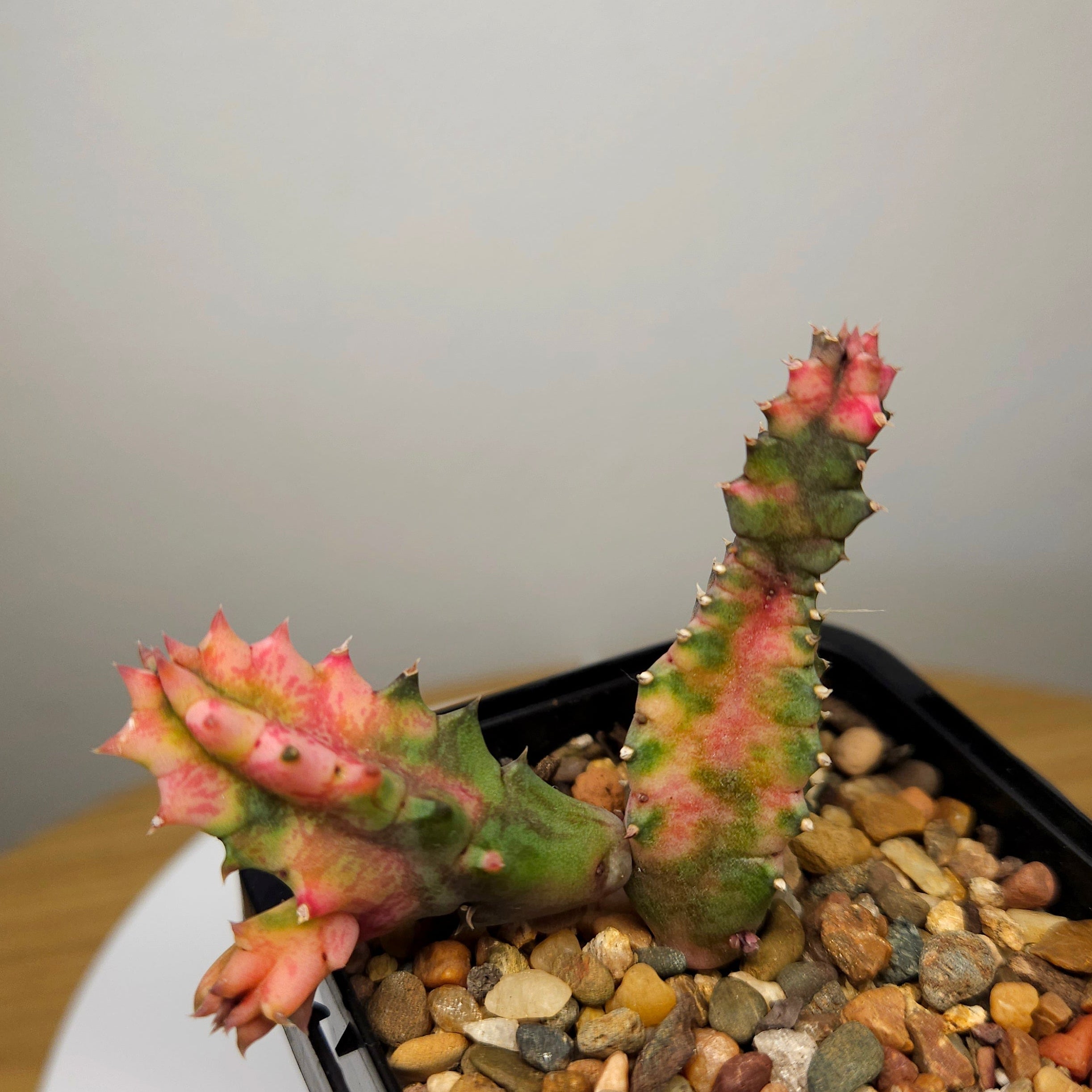 Huernia zebrina variegata – Variegated Lifesaver Plant Collector