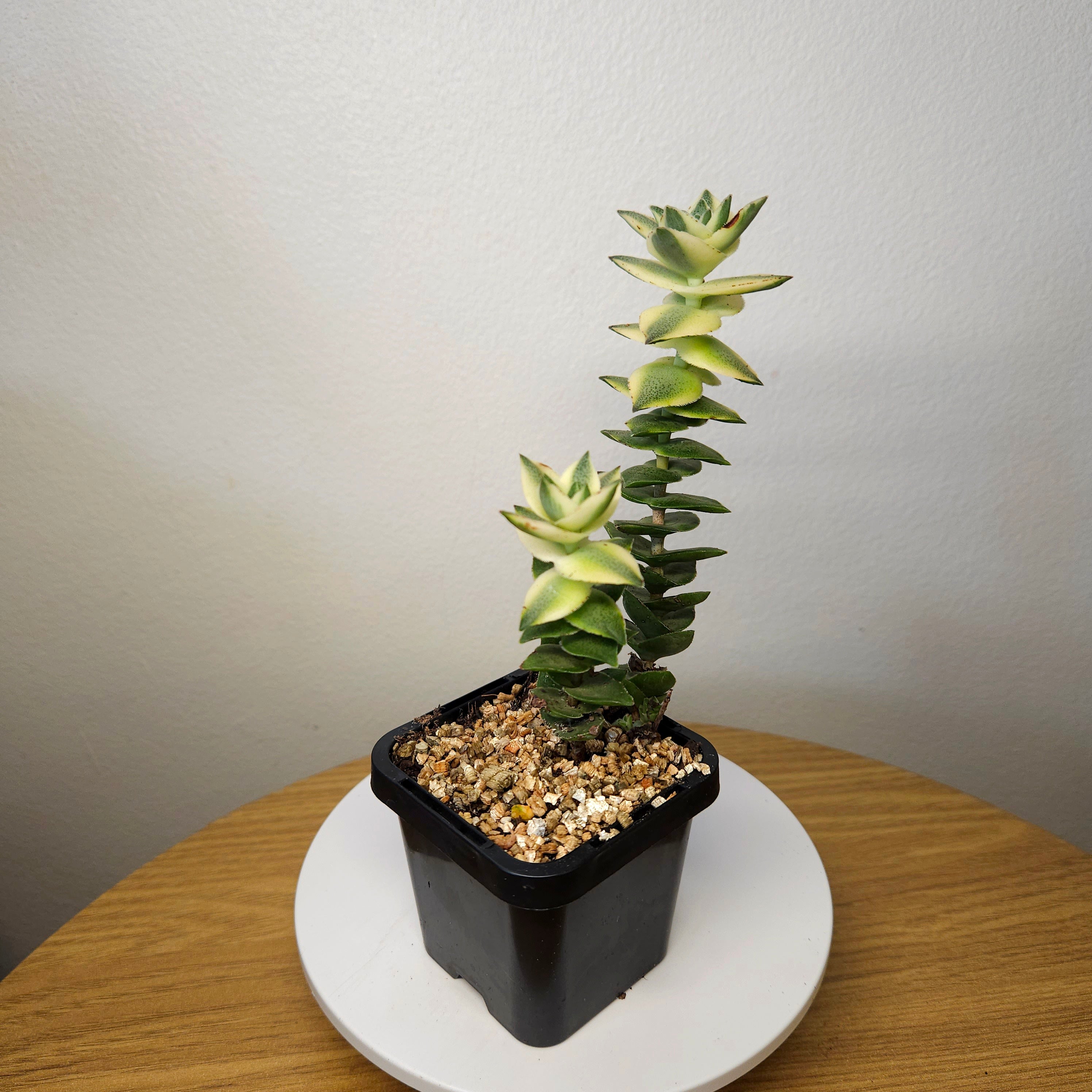 Crassula perforata 'Southern Cross Variegated' – Rare Variegated Succulent