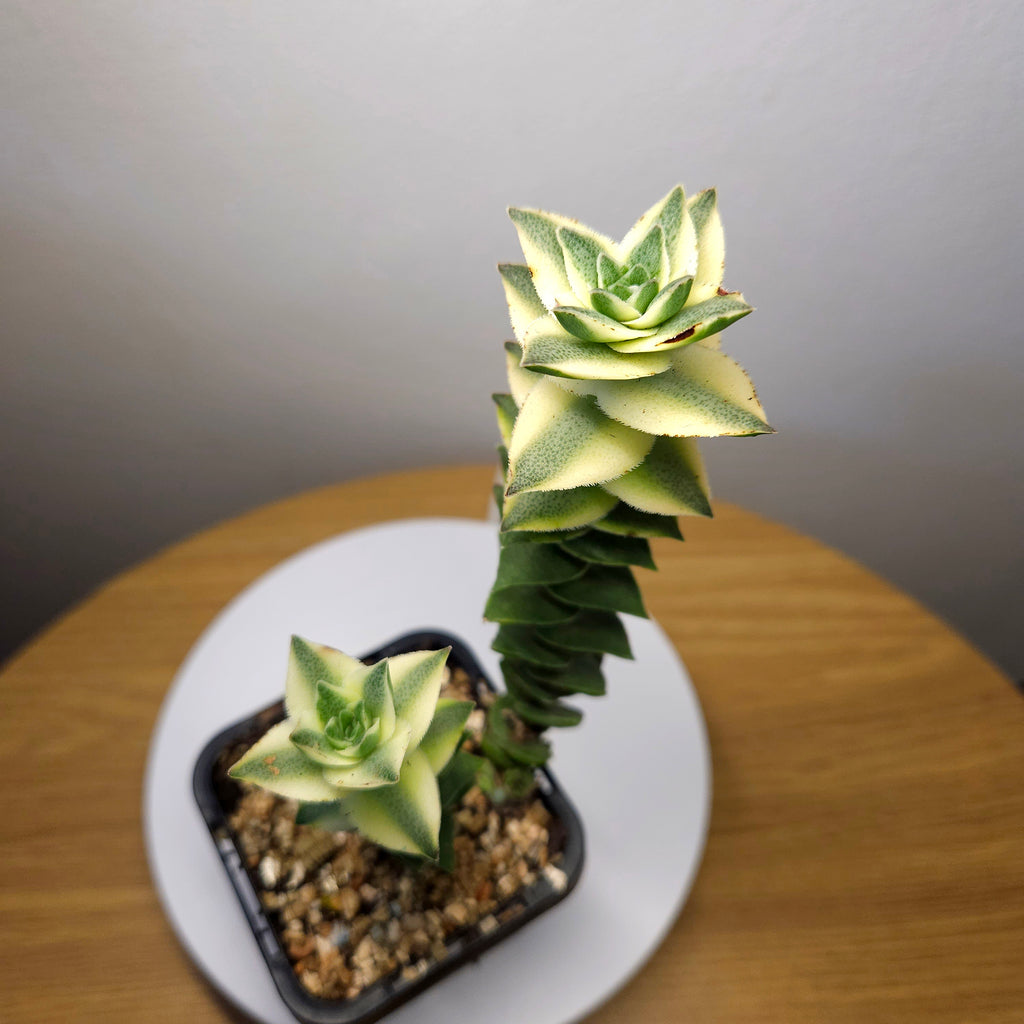 Crassula perforata 'Southern Cross Variegated' – Rare Variegated Succulent