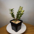 Crassula perforata 'Southern Cross Variegated' – Rare Variegated Succulent