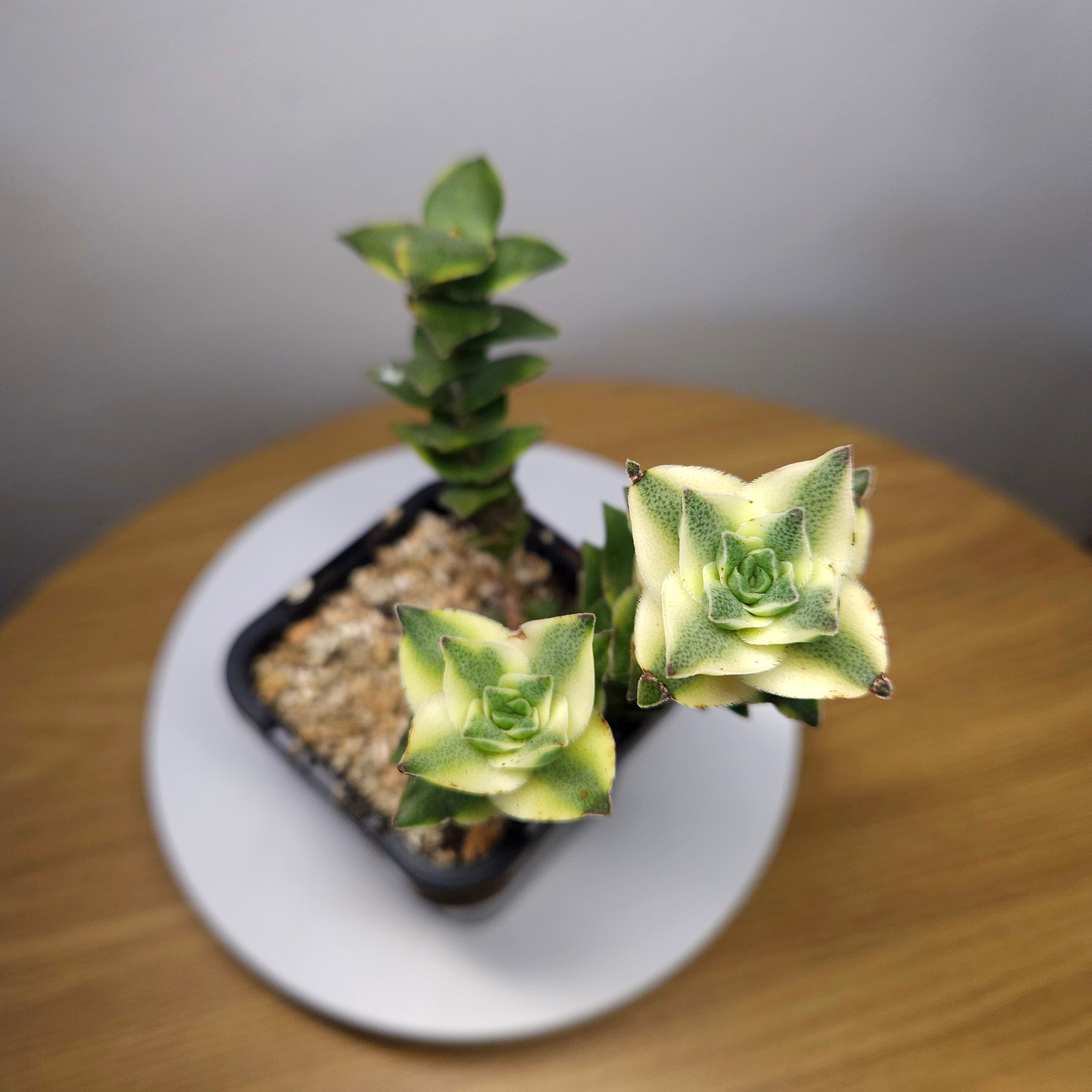Crassula perforata 'Southern Cross Variegated' – Rare Variegated Succulent