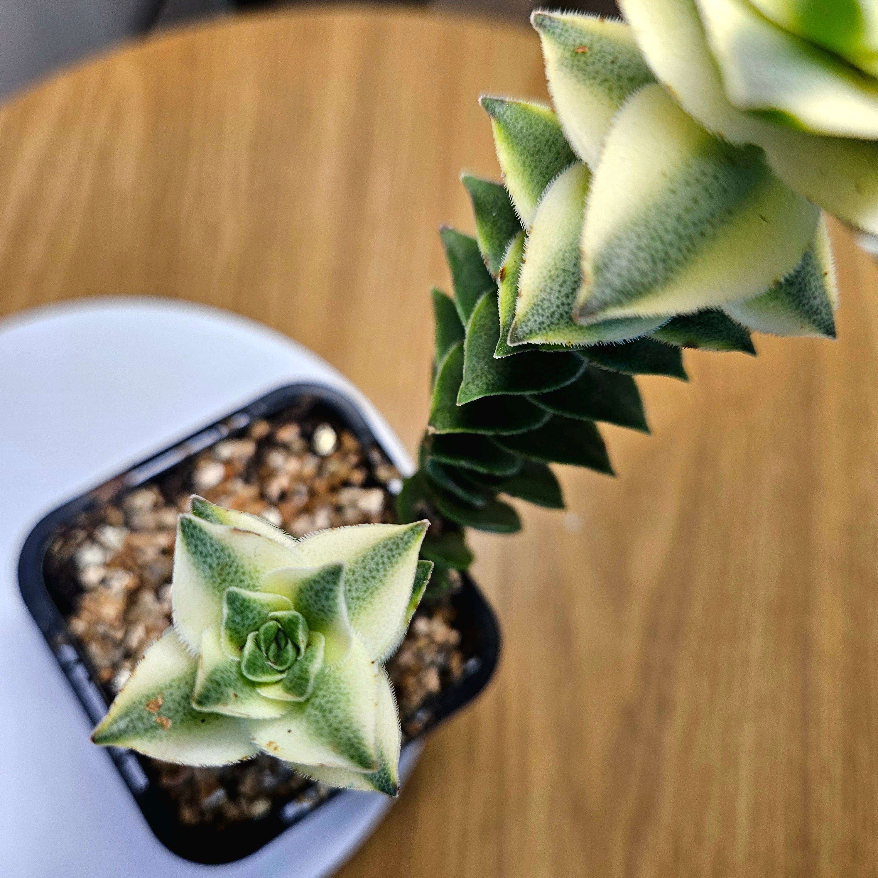 Crassula perforata 'Southern Cross Variegated' – Rare Variegated Succulent