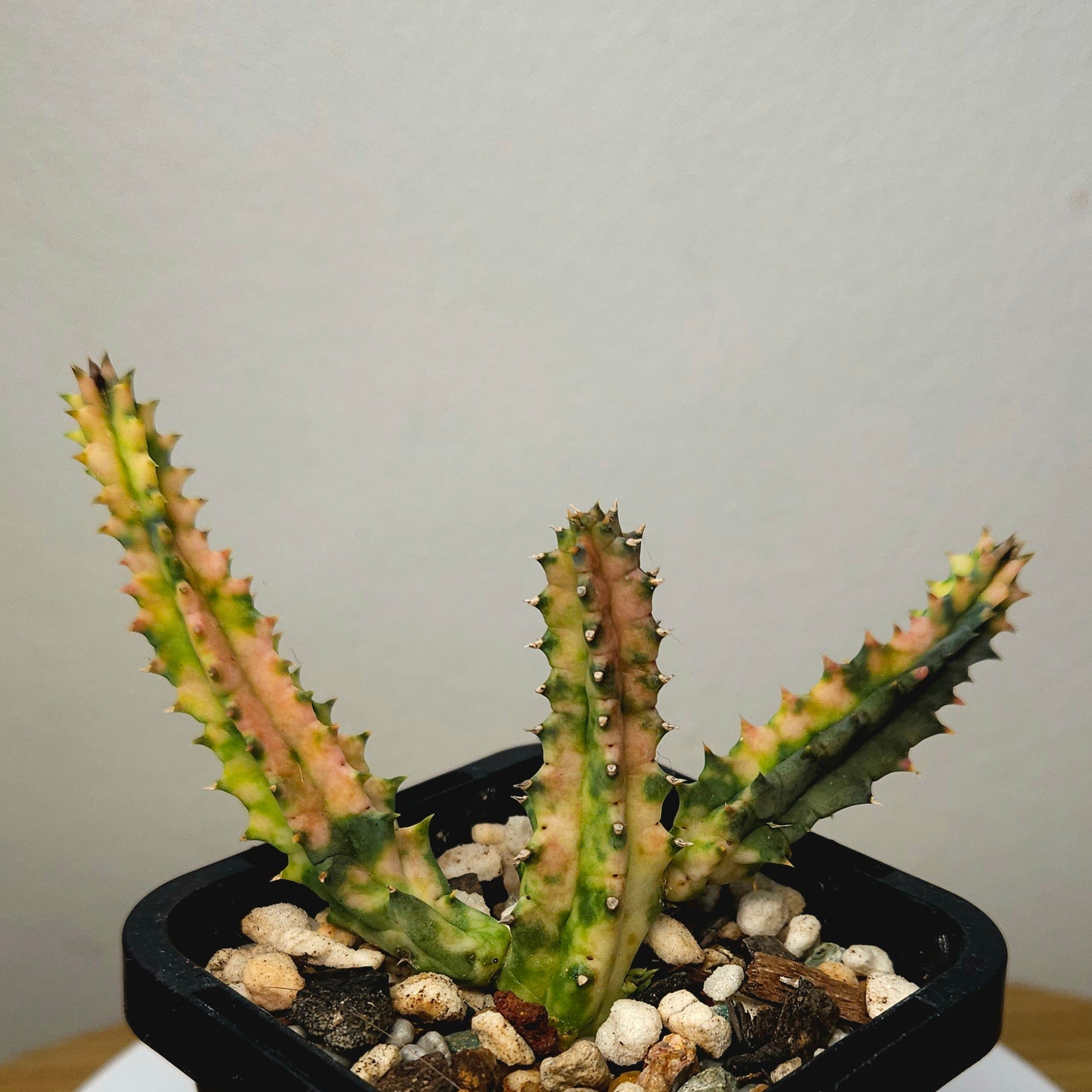 Huernia zebrina variegata – Variegated Lifesaver Plant Collector