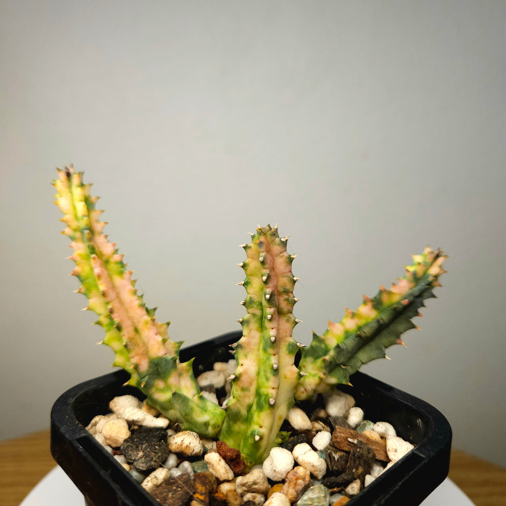 Huernia zebrina variegata – Variegated Lifesaver Plant Collector