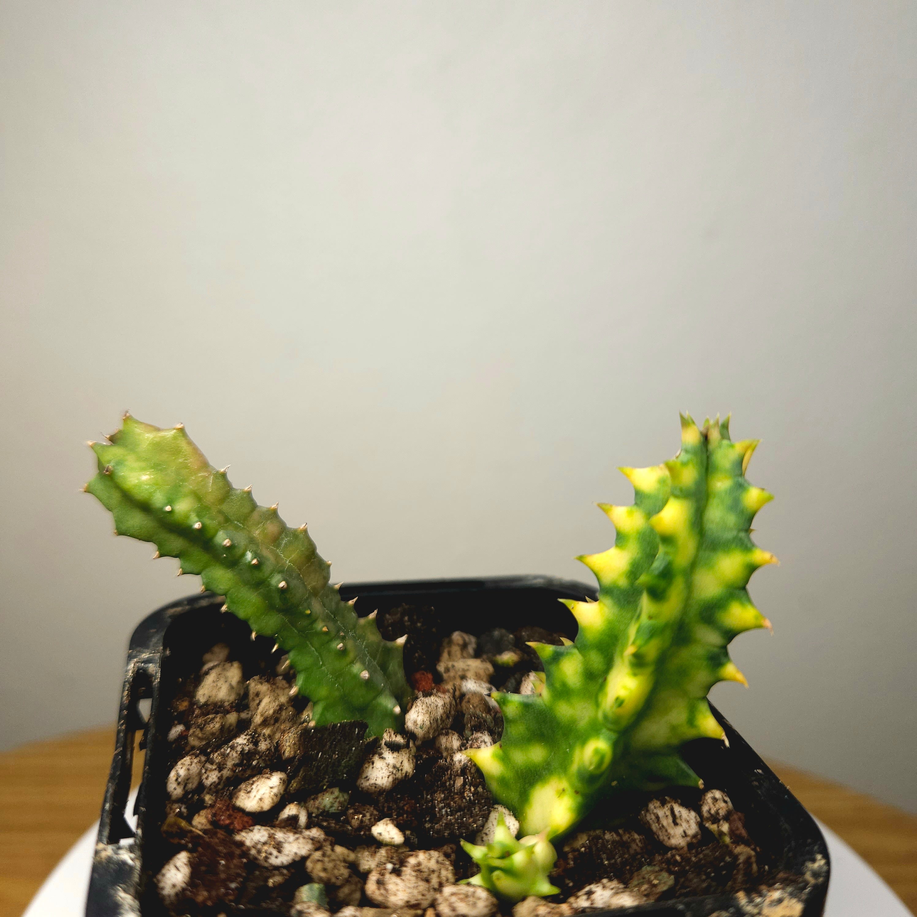 Huernia zebrina variegata – Variegated Lifesaver Plant Collector