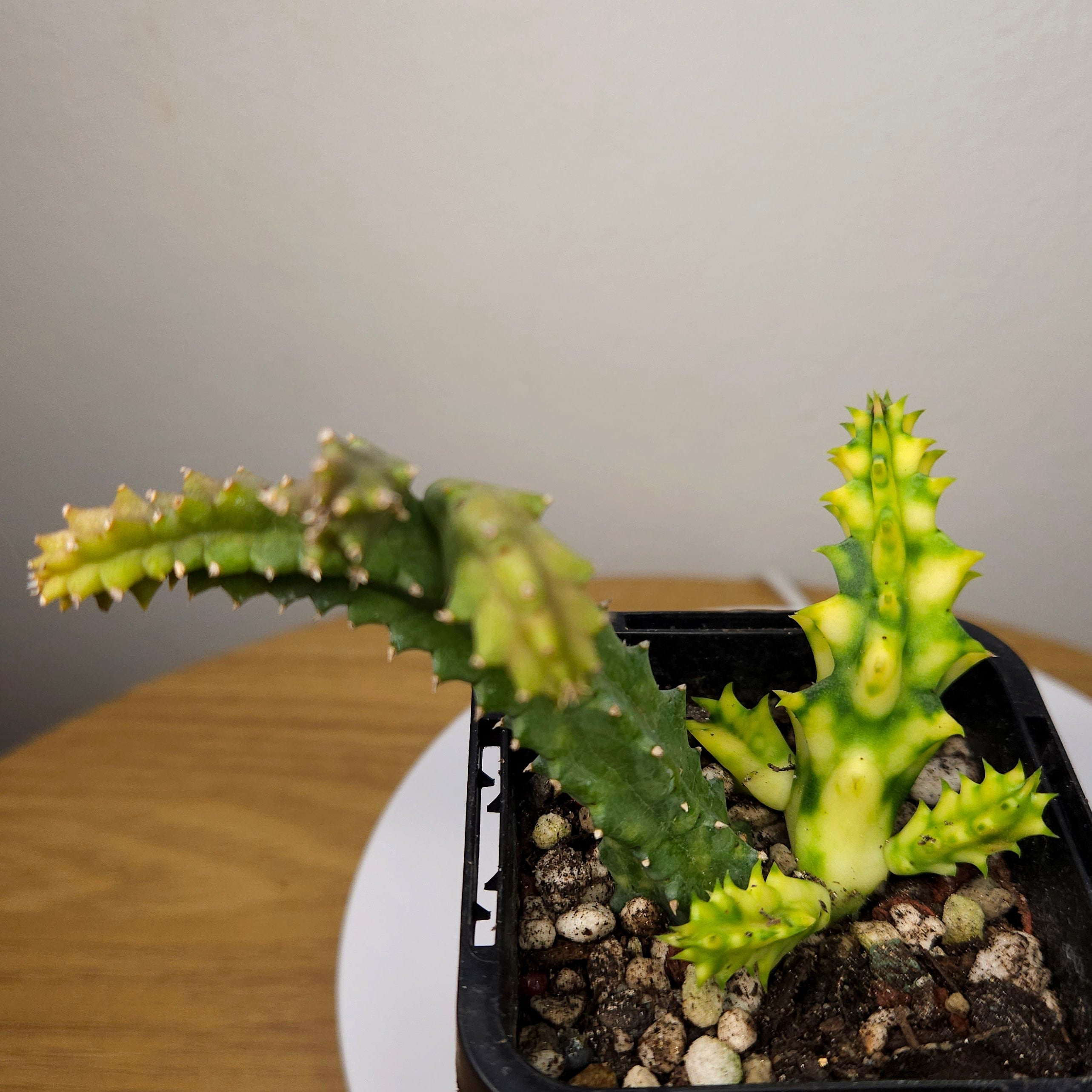 Huernia zebrina variegata – Variegated Lifesaver Plant Collector
