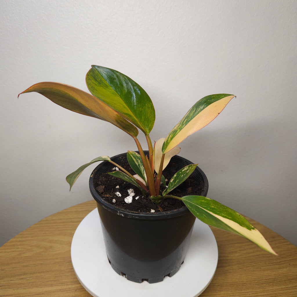 Philodendron 'Rojo Congo Variegated' – Rare Collector Aroid