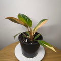 Philodendron 'Rojo Congo Variegated' – Rare Collector Aroid