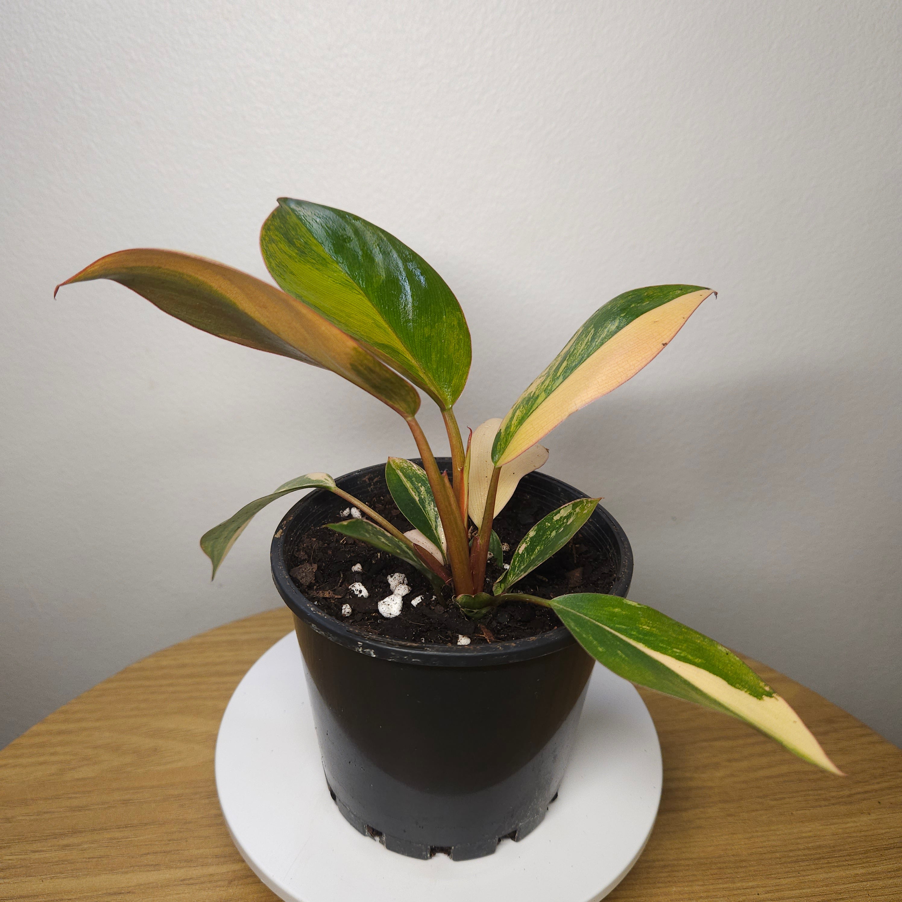 Philodendron 'Rojo Congo Variegated' – Rare Collector Aroid