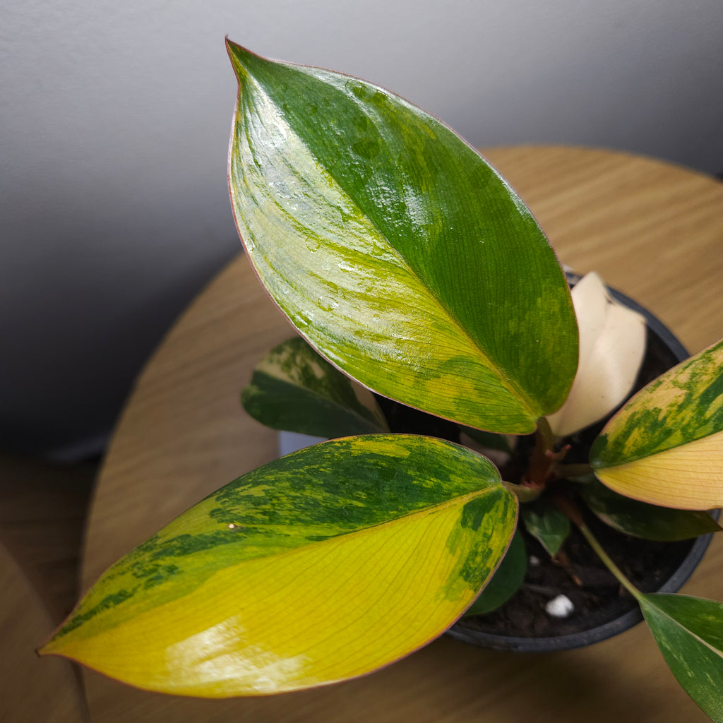 Philodendron 'Rojo Congo Variegated' – Rare Collector Aroid