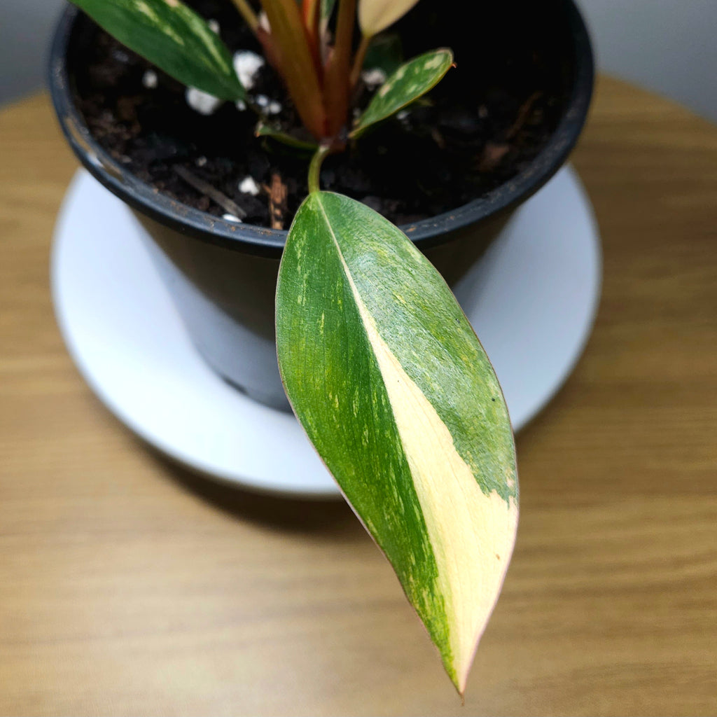 Philodendron 'Rojo Congo Variegated' – Rare Collector Aroid