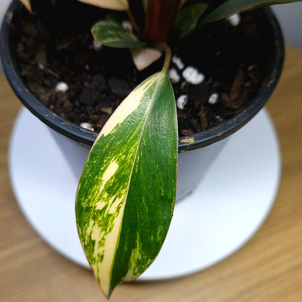Philodendron 'Rojo Congo Variegated' – Rare Collector Aroid