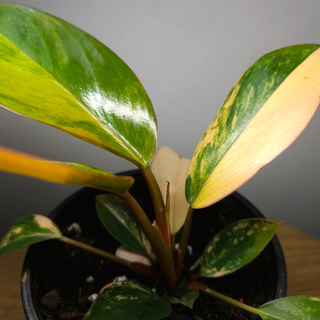Philodendron 'Rojo Congo Variegated' – Rare Collector Aroid