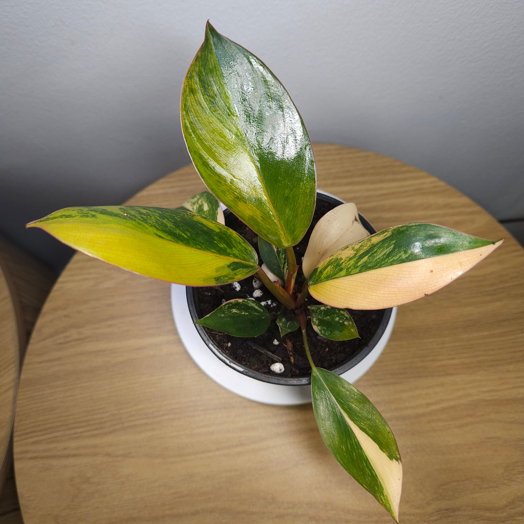Philodendron 'Rojo Congo Variegated' – Rare Collector Aroid