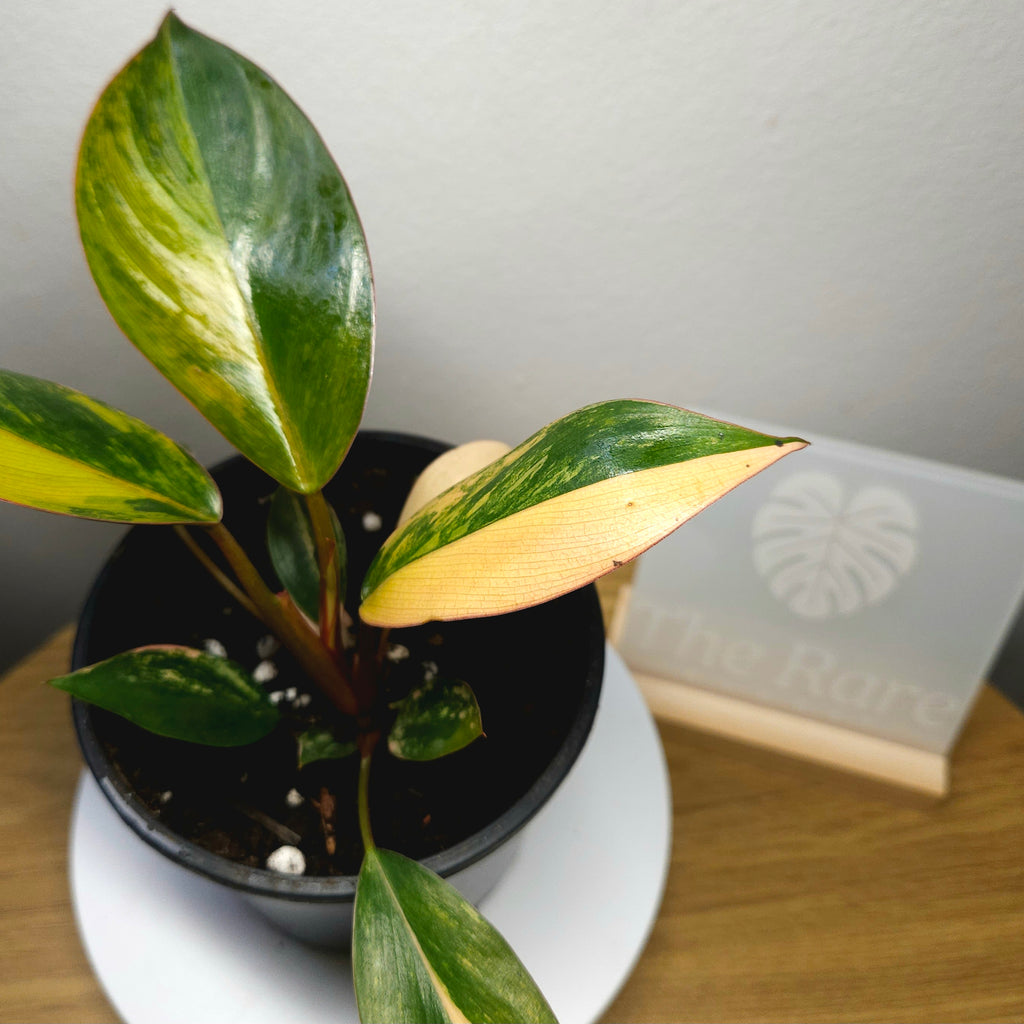 Philodendron 'Rojo Congo Variegated' – Rare Collector Aroid