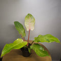 Philodendron pinnatifidum Snowdrift