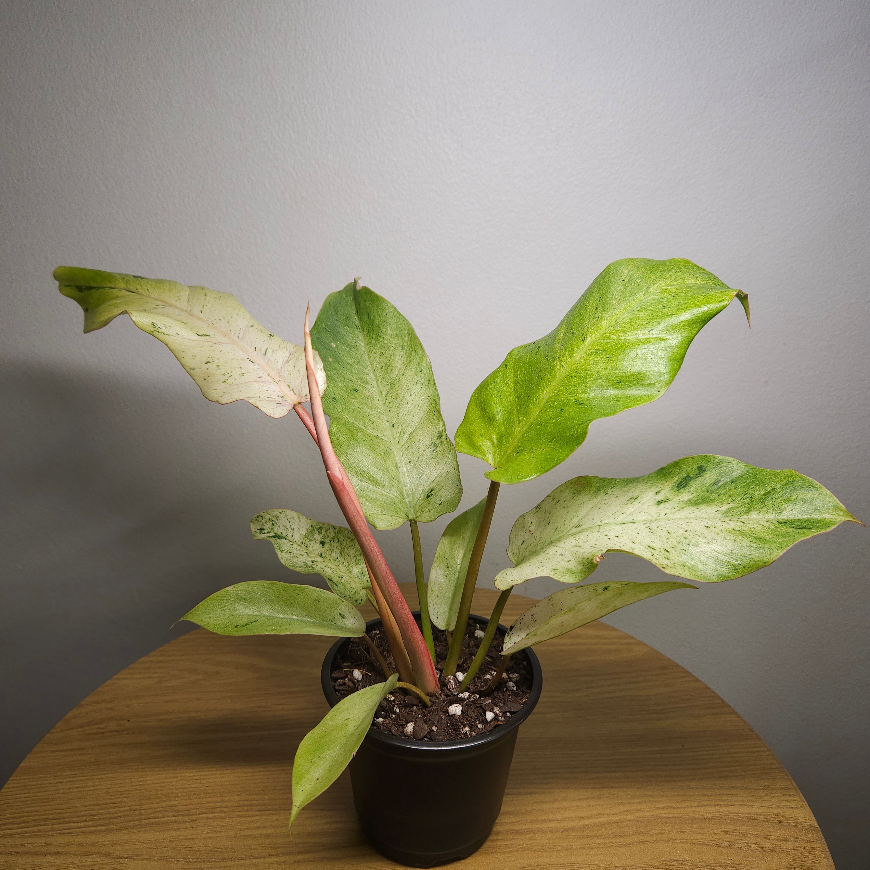 Philodendron pinnatifidum Snowdrift