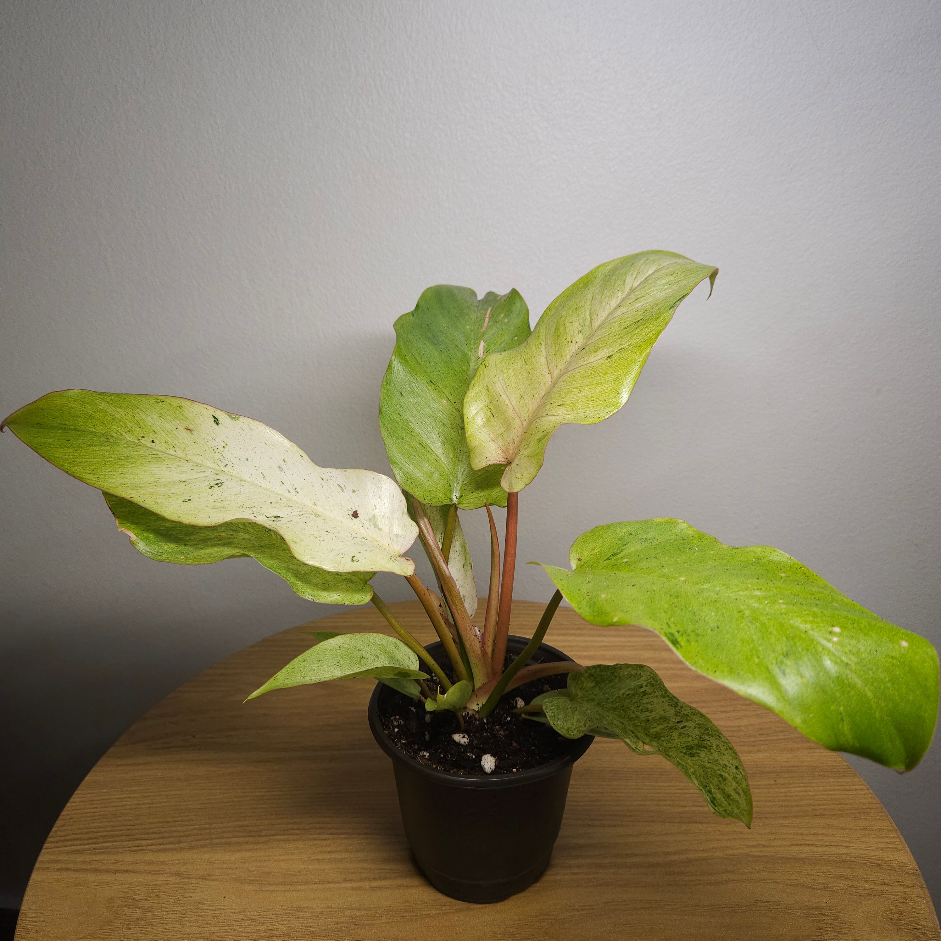 Philodendron pinnatifidum Snowdrift