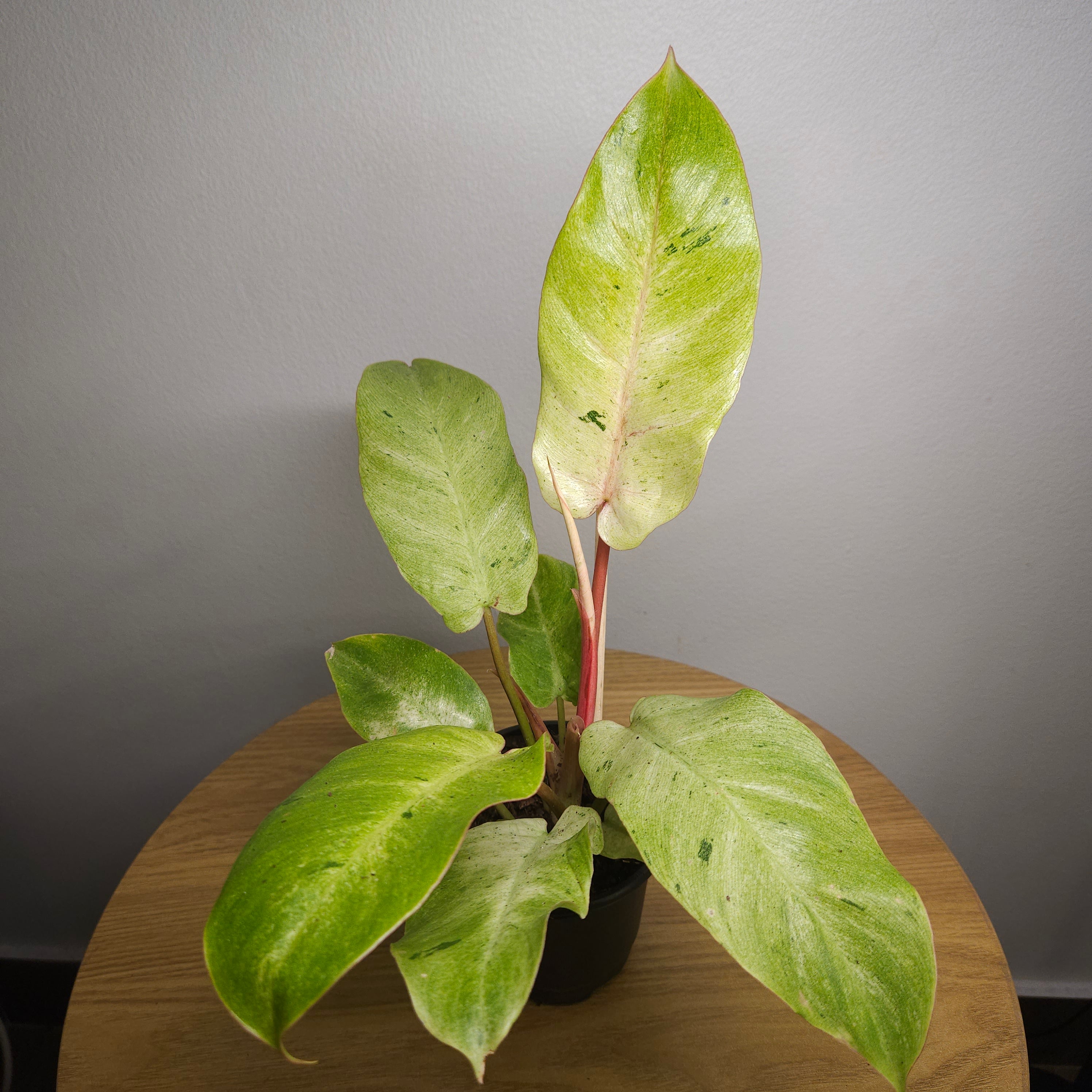 Philodendron pinnatifidum Snowdrift