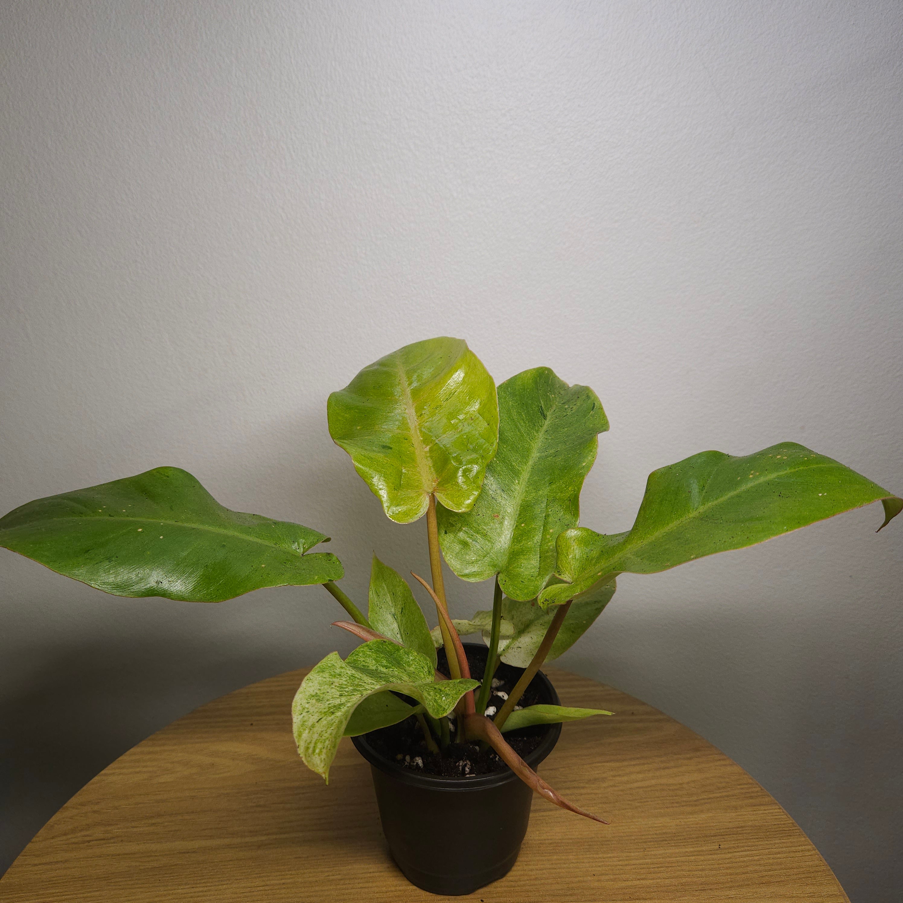 Philodendron pinnatifidum Snowdrift