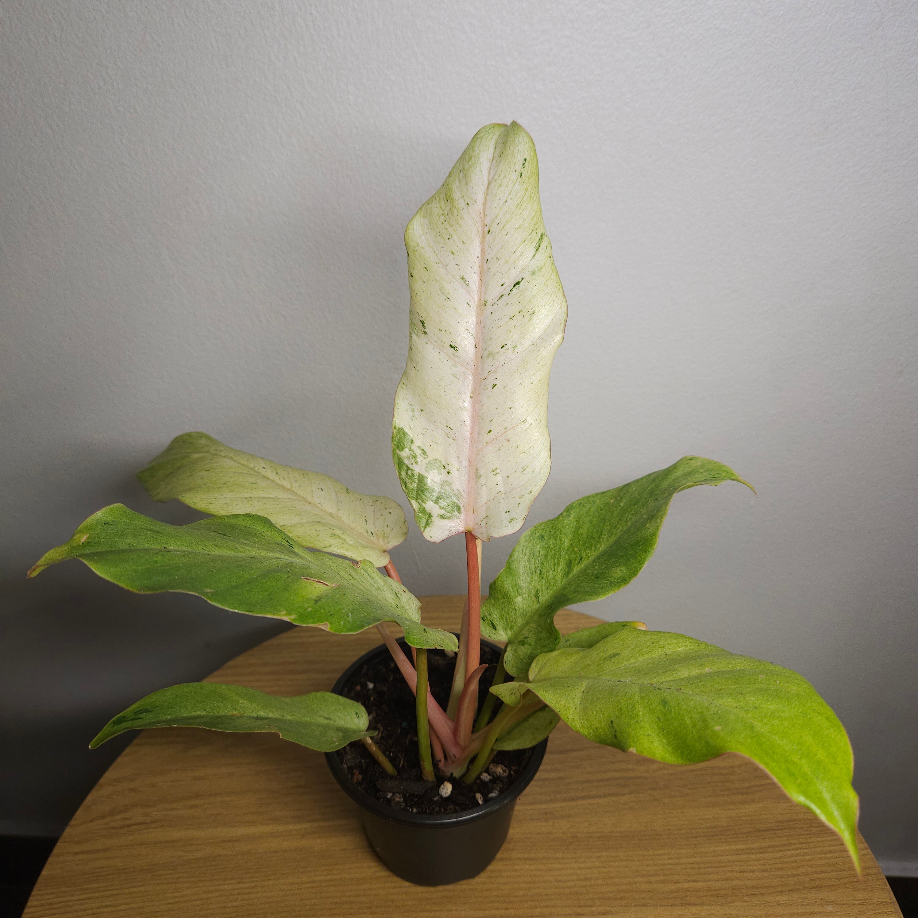 Philodendron pinnatifidum Snowdrift