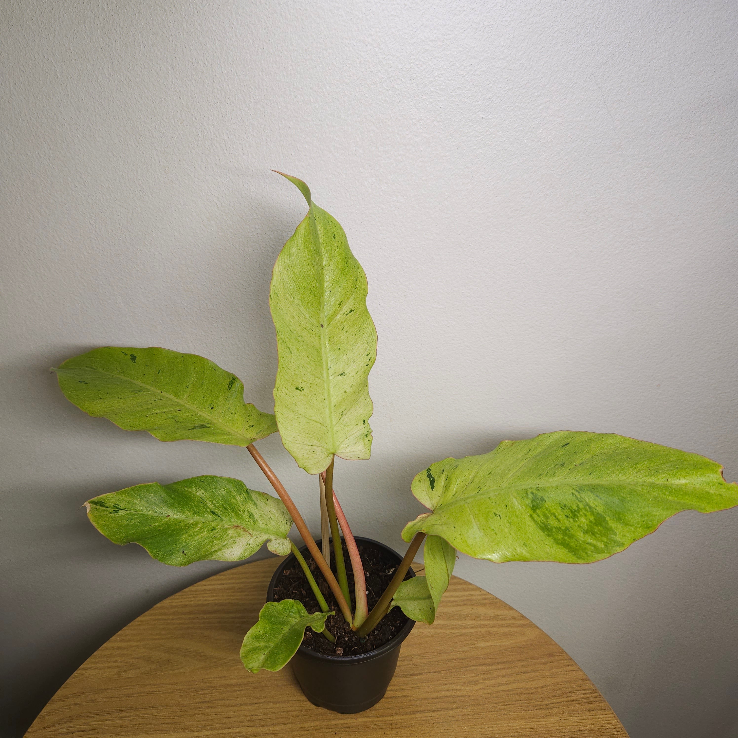Philodendron pinnatifidum Snowdrift