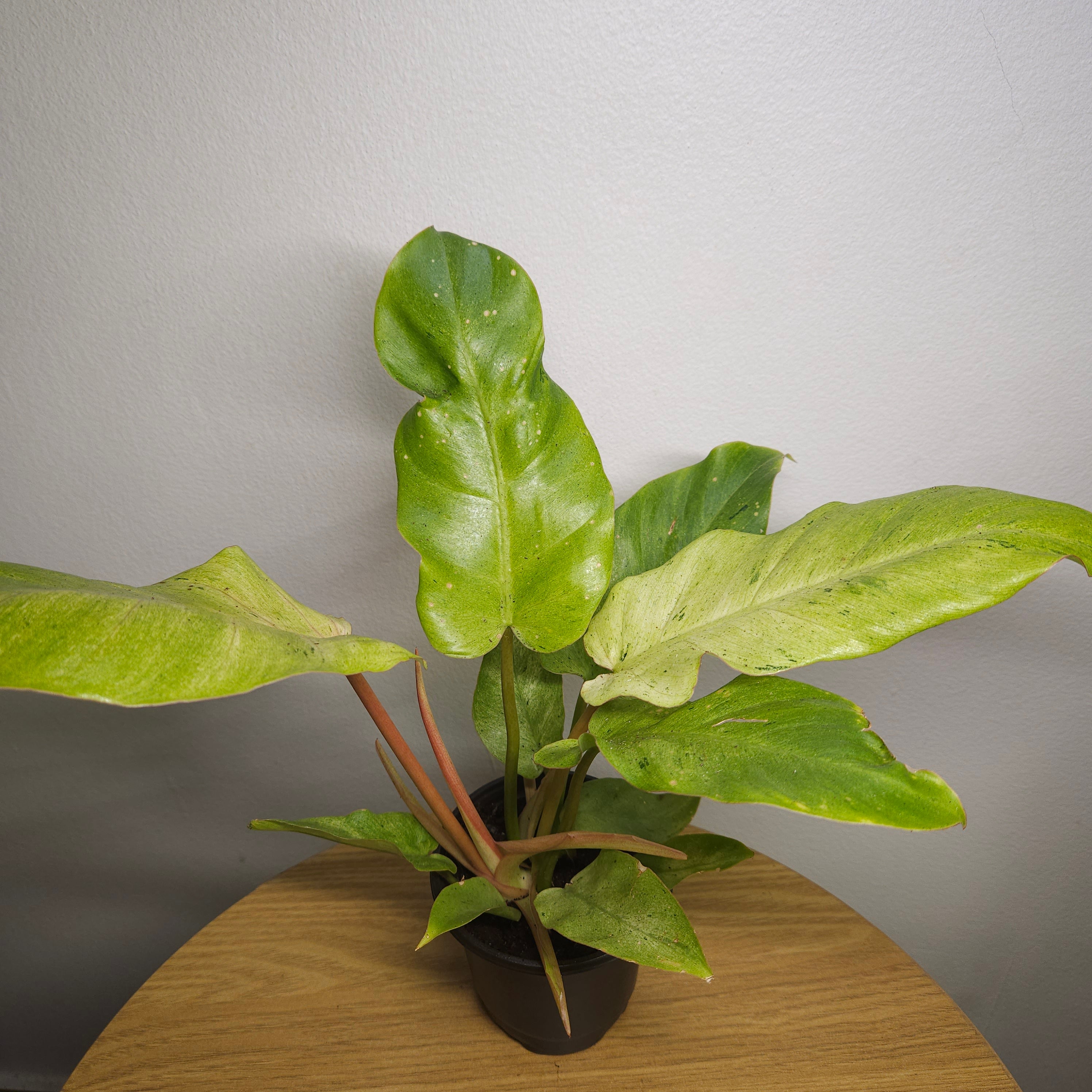 Philodendron pinnatifidum Snowdrift
