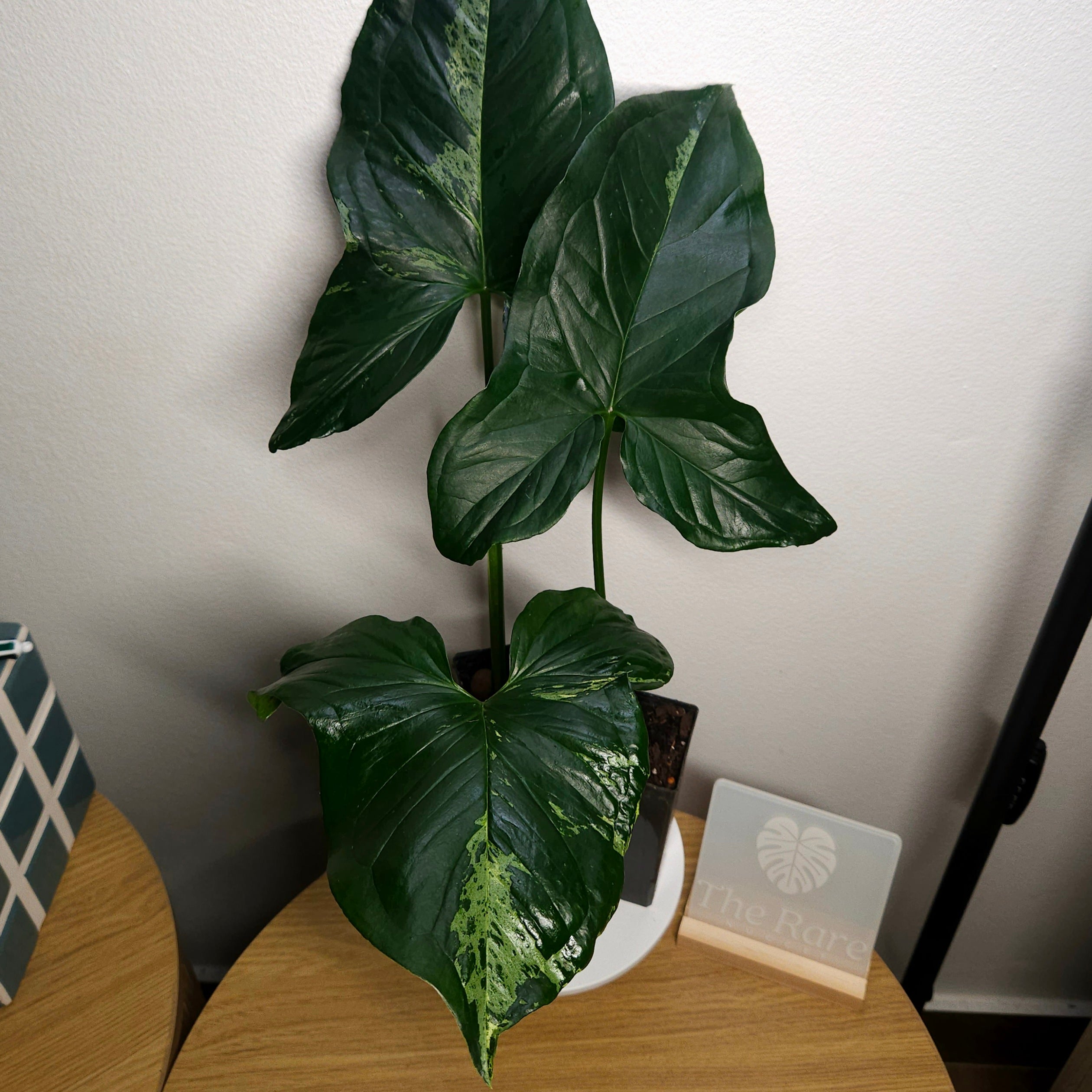 Syngonium Mojito Cutting – Large Leaf, Rooted